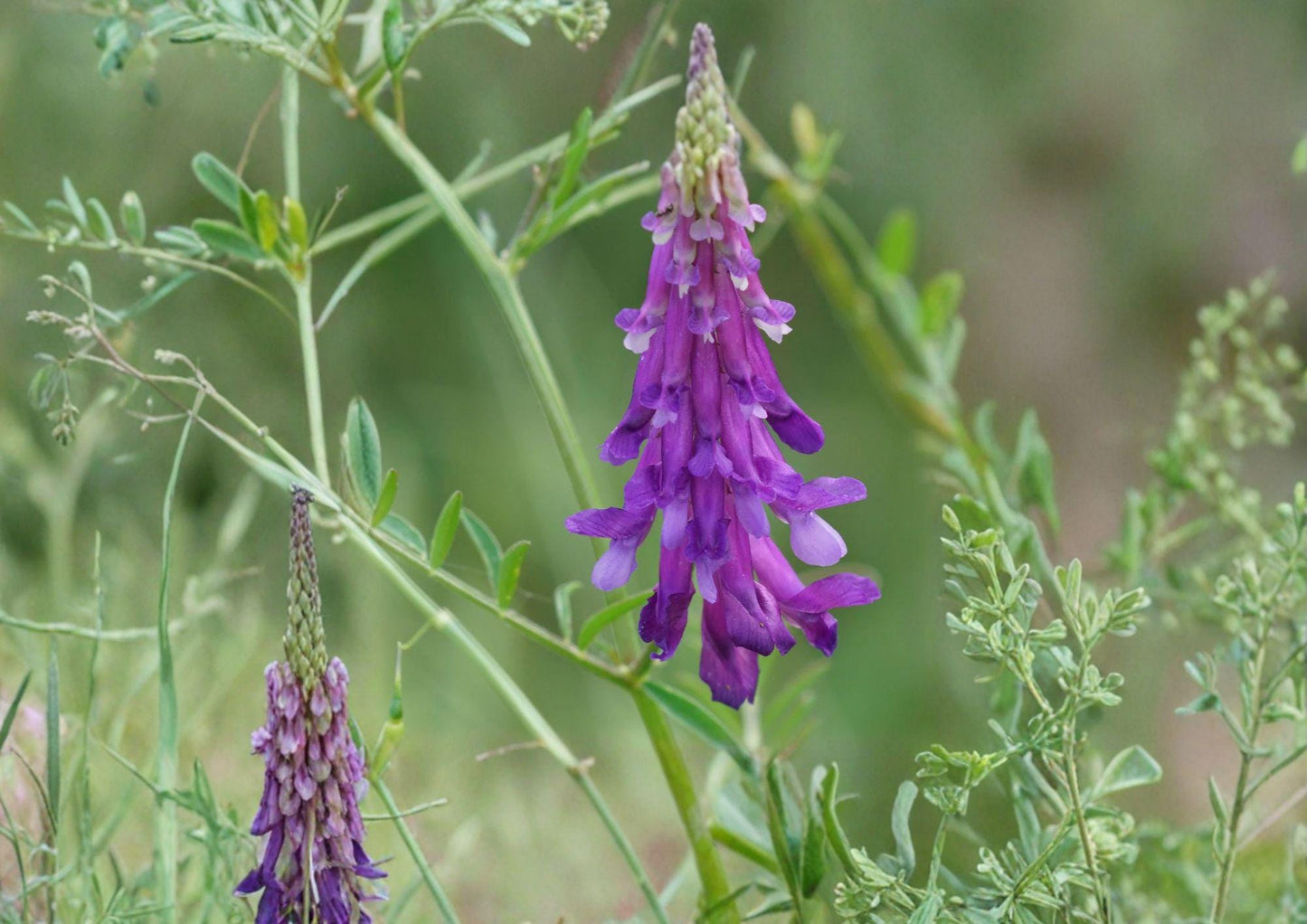 Hairy Vetch Seeds – Purple Bounty Cover Crop, Nitrogen Fixing, Pollinator Friendly, 100 Seeds, Vicia villosa