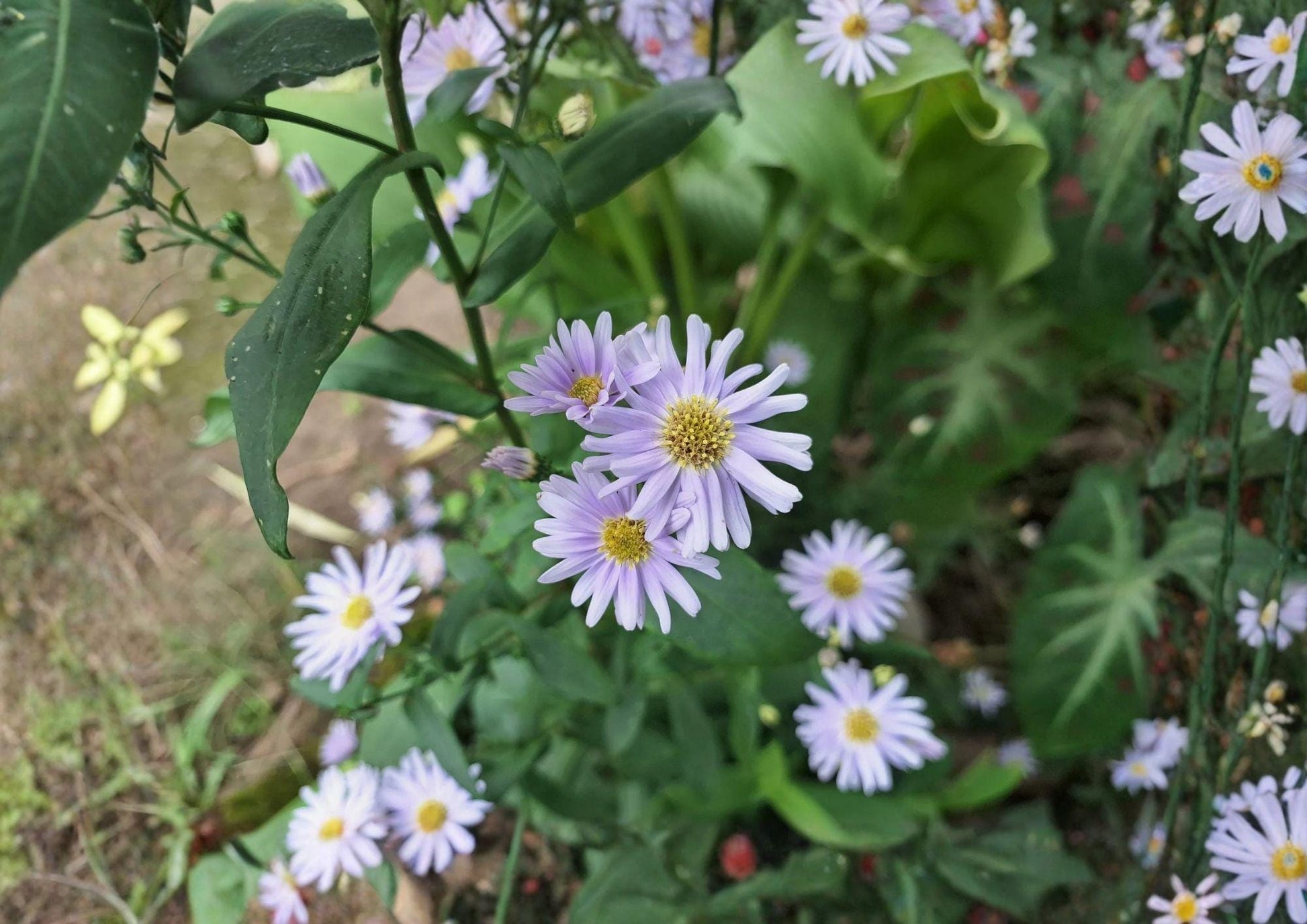 Smooth Blue Aster Seeds – Native Prairie Wildflower, Late Season Pollinator, Symphyotrichum laeve, 100 Seeds