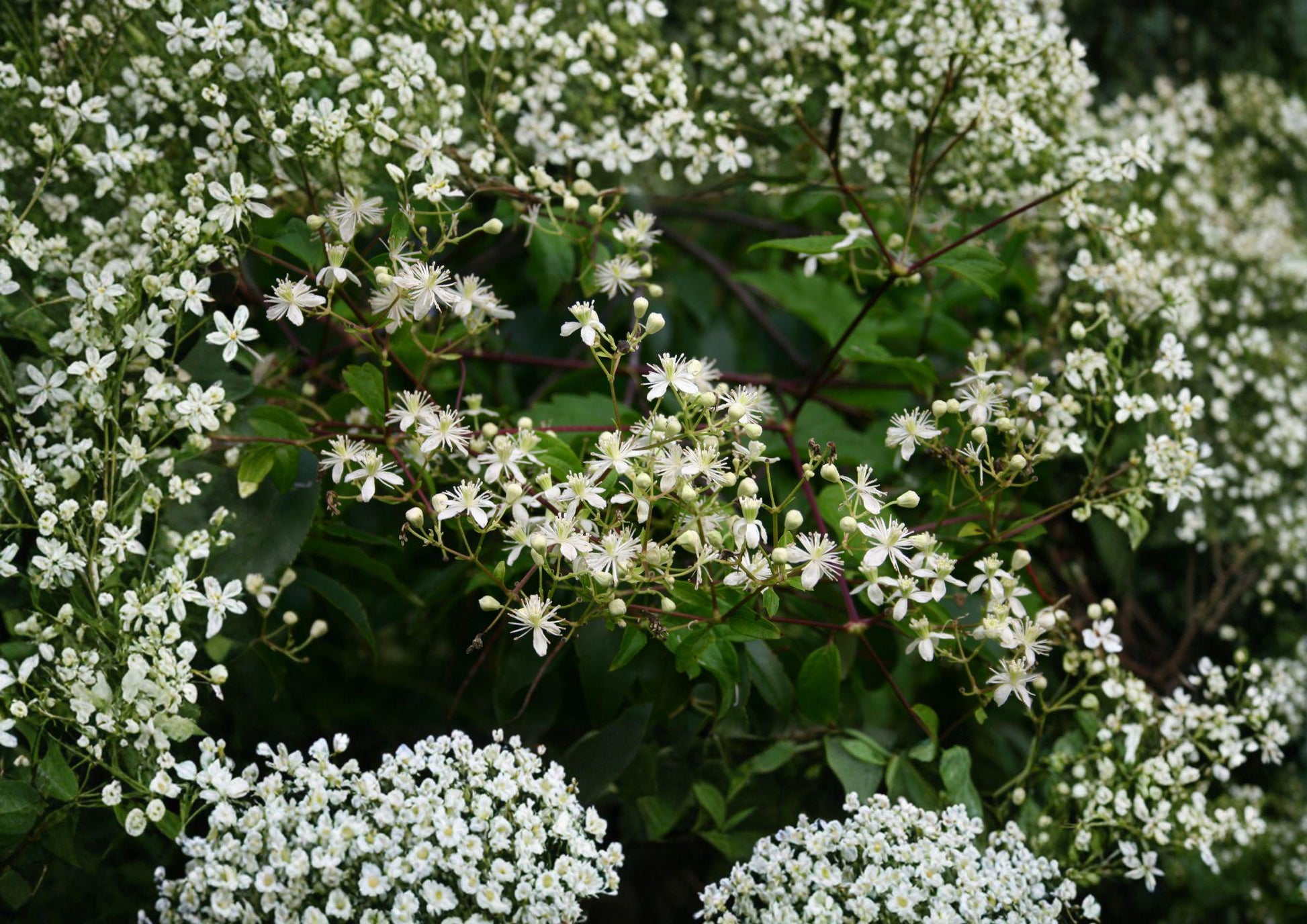 Native Virgin's Bower Clematis Seeds – White Fragrant Climbing Vine, Pollinator Friendly, 50 Seeds for Trellises & Woodland Gardens