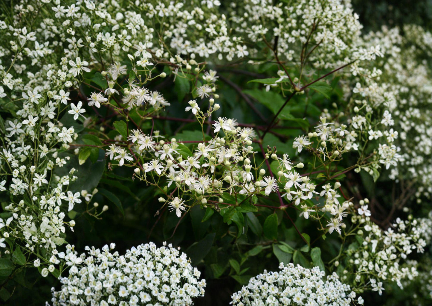 Native Virgin's Bower Clematis Seeds – White Fragrant Climbing Vine, Pollinator Friendly, 50 Seeds, Clematis virginiana