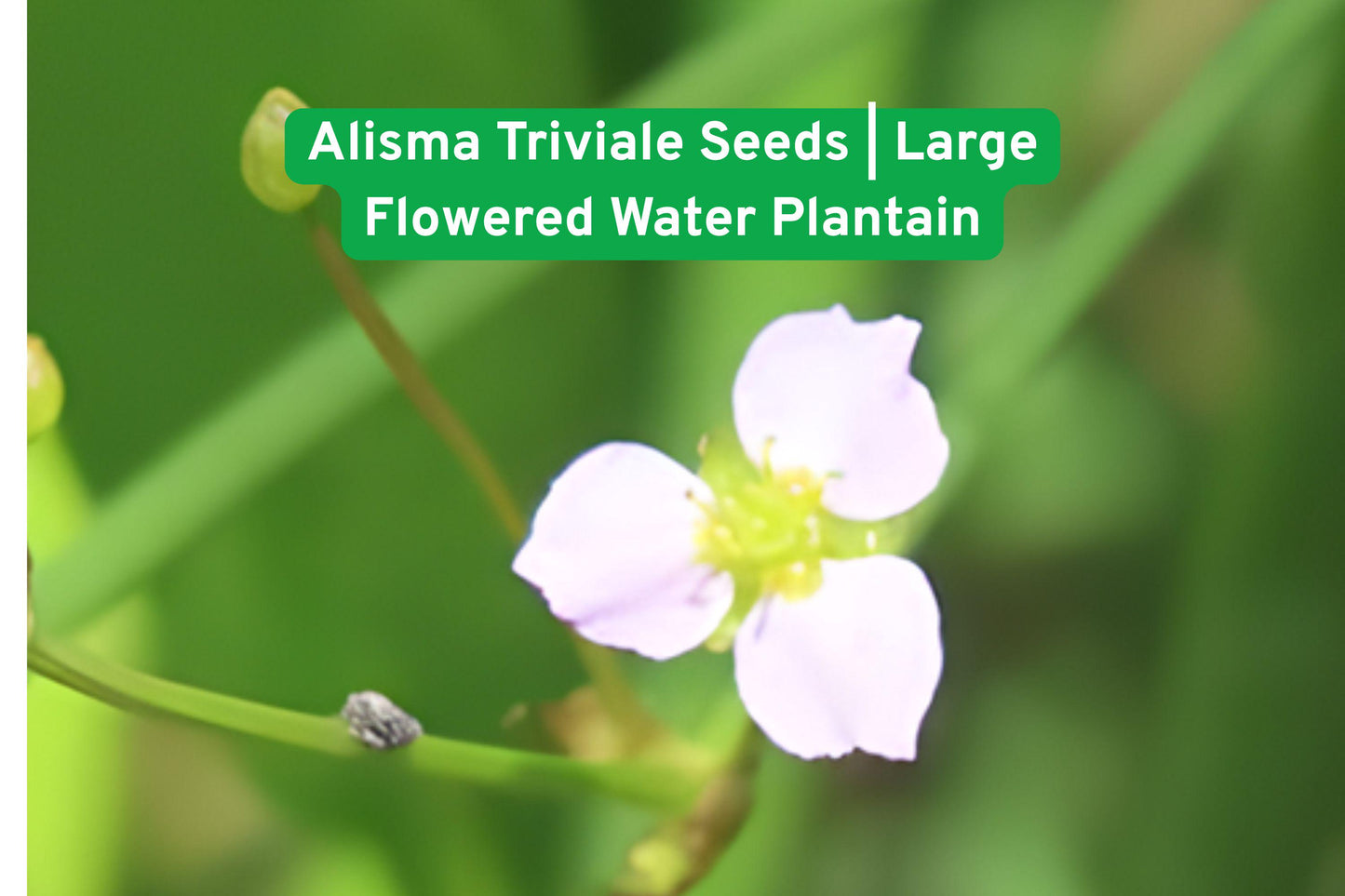 aquatic plant seeds, wetland perennial, native pond plant, water garden seeds, pollinator-friendly plant, aquatic wildflower, pond edge plant, wetland habitat plant, native aquatic seed, freshwater garden plant, wildflower seed packet, shallow water plant, native North American plant
