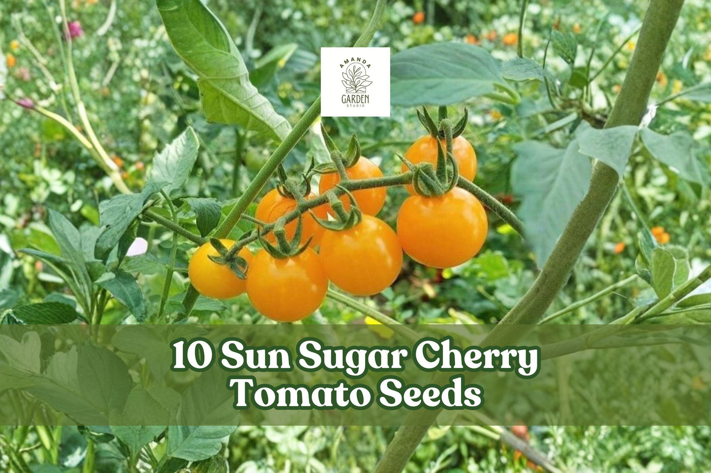 Sun Sugar Cherry Tomato Seeds – 10 Pack, Orange, Sweet Flavor, Solanum lycopersicum, Early-Maturing, Container & Garden Growing