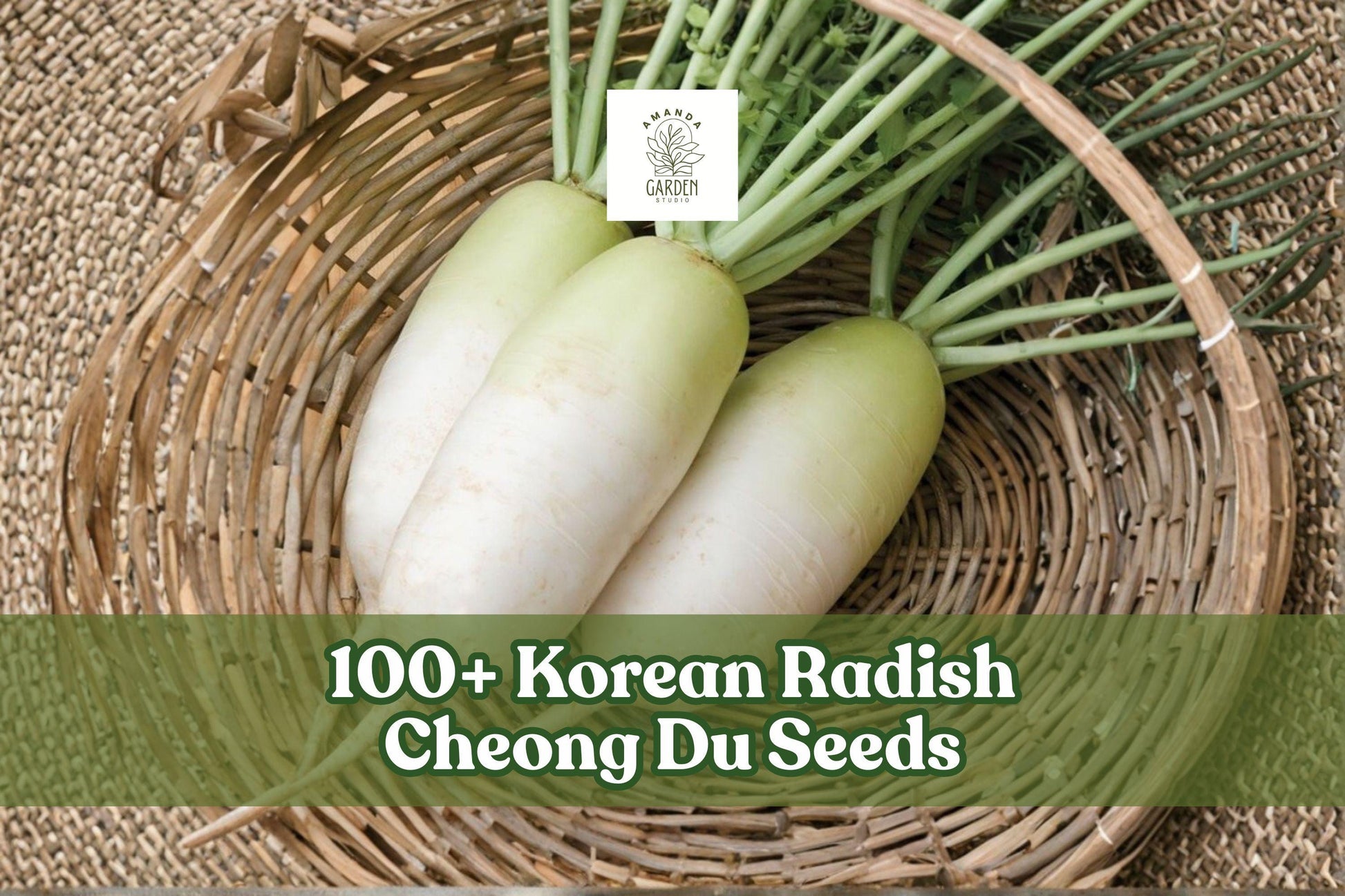 100+ Korean Radish Seeds Cheong Du Raphanus sativus Green Shoulder Cool-Season Vegetable for Garden or Raised Beds
