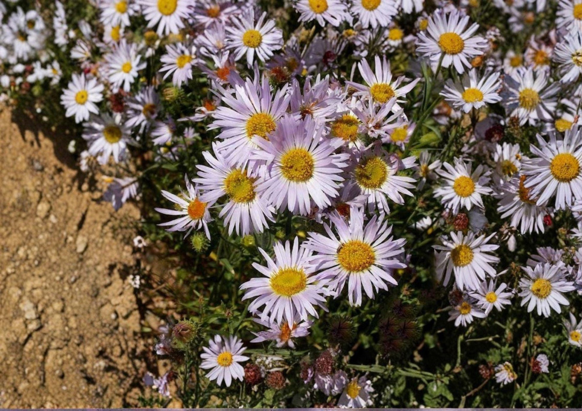 Bigelow's Tansyaster Seeds – Purple Aster, Drought Tolerant Pollinator, Native Wildflower, Machaeranthera bigelovii, Bright Purple Daisy