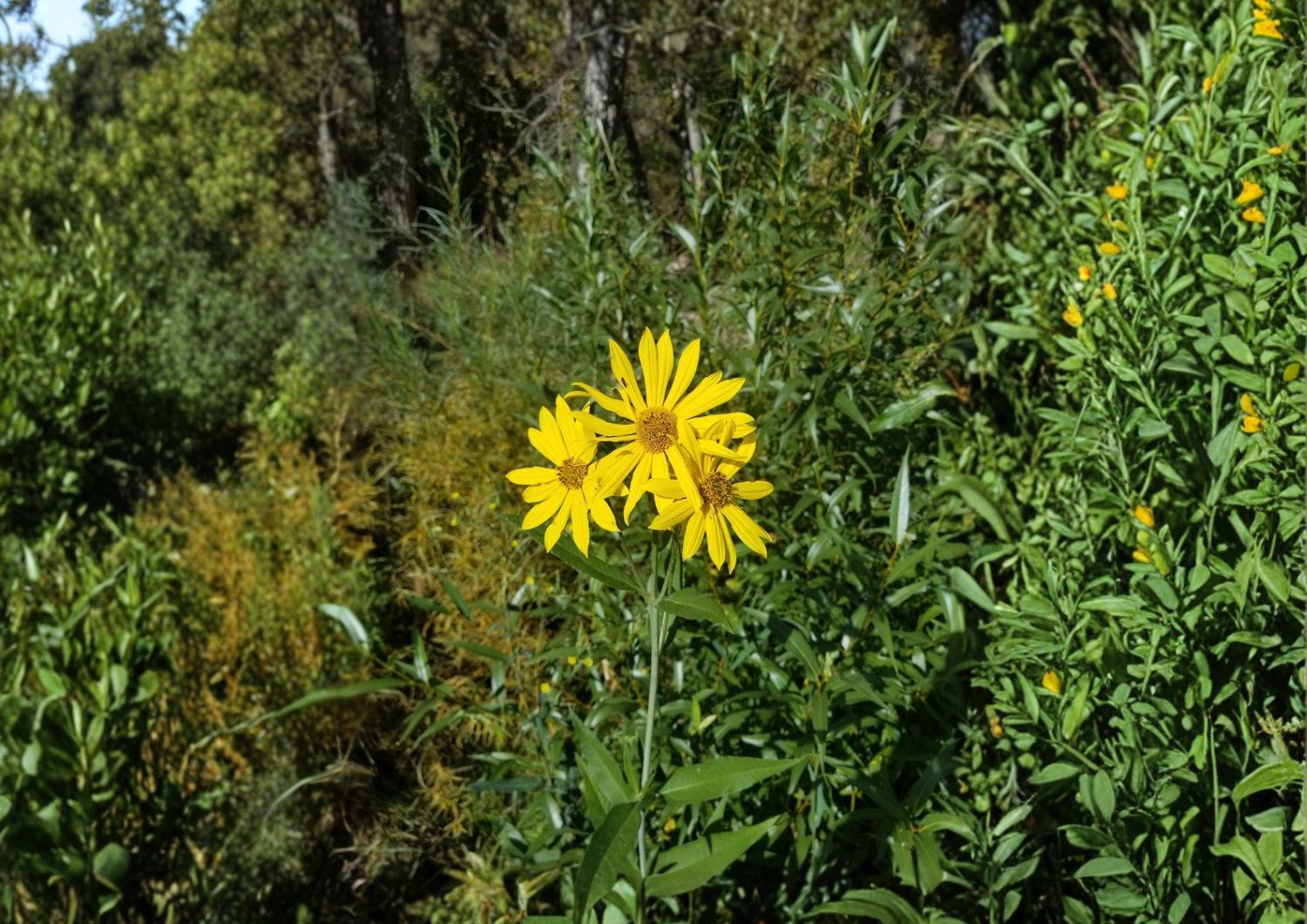 Helianthus nuttallii Marsh Sunflower Seeds – Native Tall Wetland Perennial for Pollinators & Wildlife