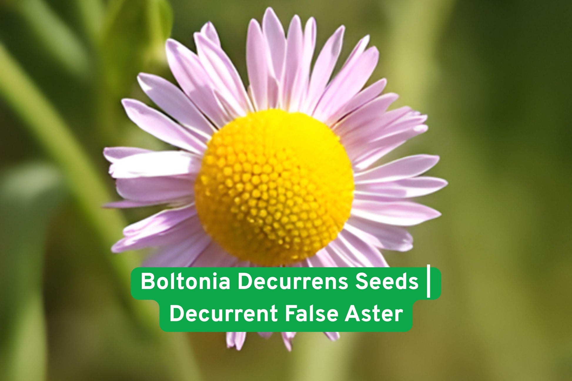 plant seeds, native wildflower, wetland perennial, pollinator plant, rain garden seeds, floodplain restoration, white daisy flower, native habitat plant, bee-friendly seeds, tall perennial, ecological landscaping, moisture-loving plant, late season blooms