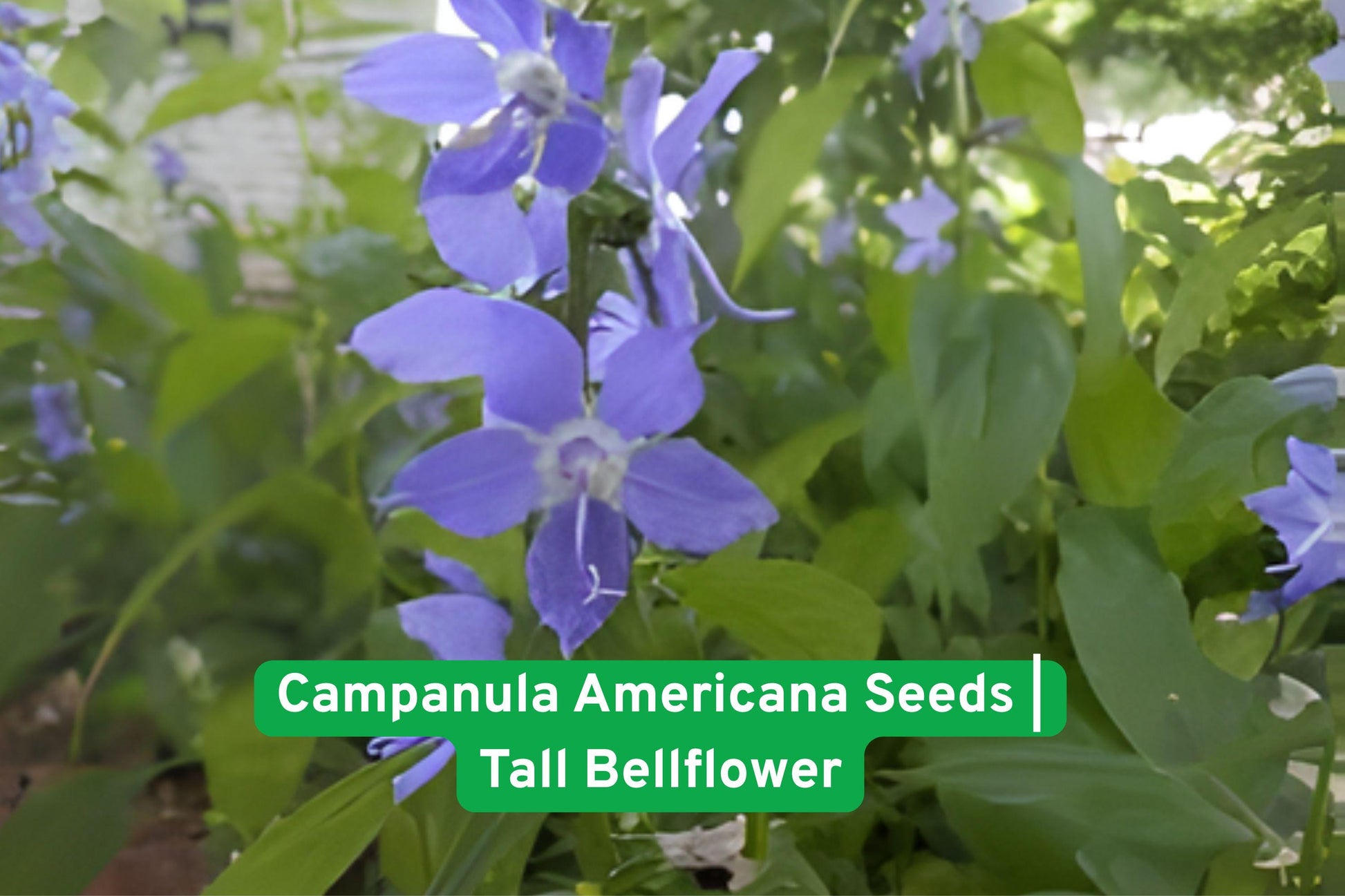 bellflower seeds,Campanula americana seeds,blue bellflower plant,pollinator garden flowers,shade tolerant wildflowers,perennial garden seeds,native wildflower seeds,tall garden flowers,summer blooming plants,cottage garden flowers,moist soil plants,bee attracting flowers,outdoor wildflower seeds