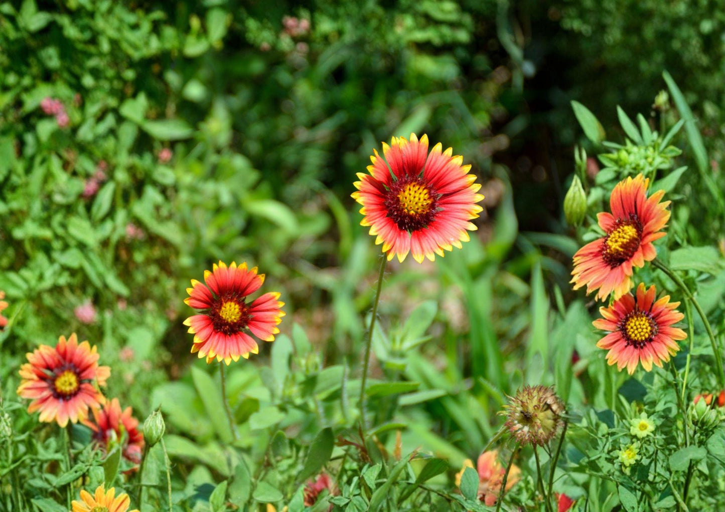 Meriwether Blanketflower Seeds – Red & Yellow Gaillardia, Drought Tolerant, Native Prairie Perennial, Bee & Butterfly Attractant
