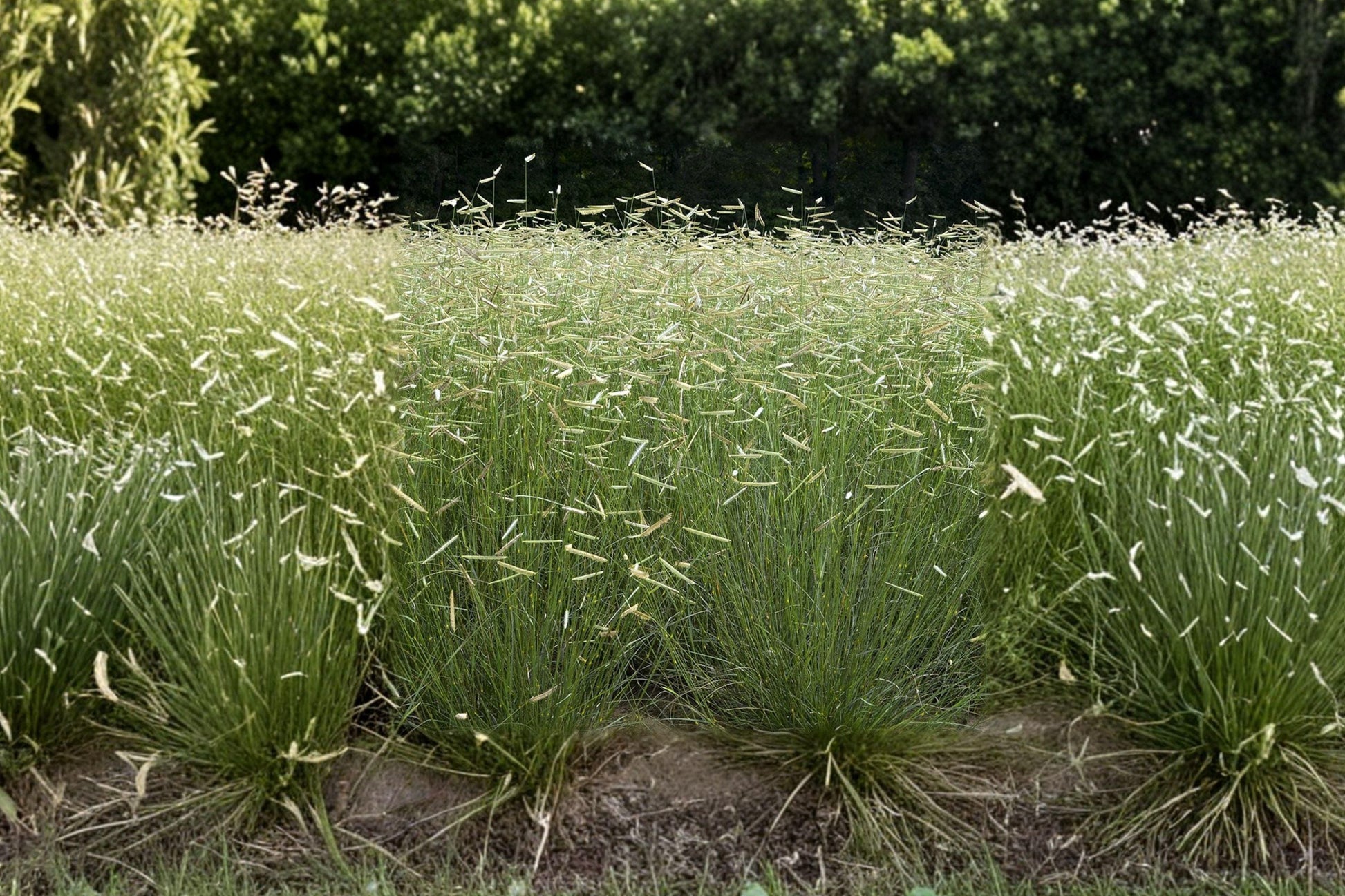 Blue Grama Grass Seeds - Drought Tolerant Native Ornamental Grass - Bouteloua gracilis, Prairie, Low Maintenance