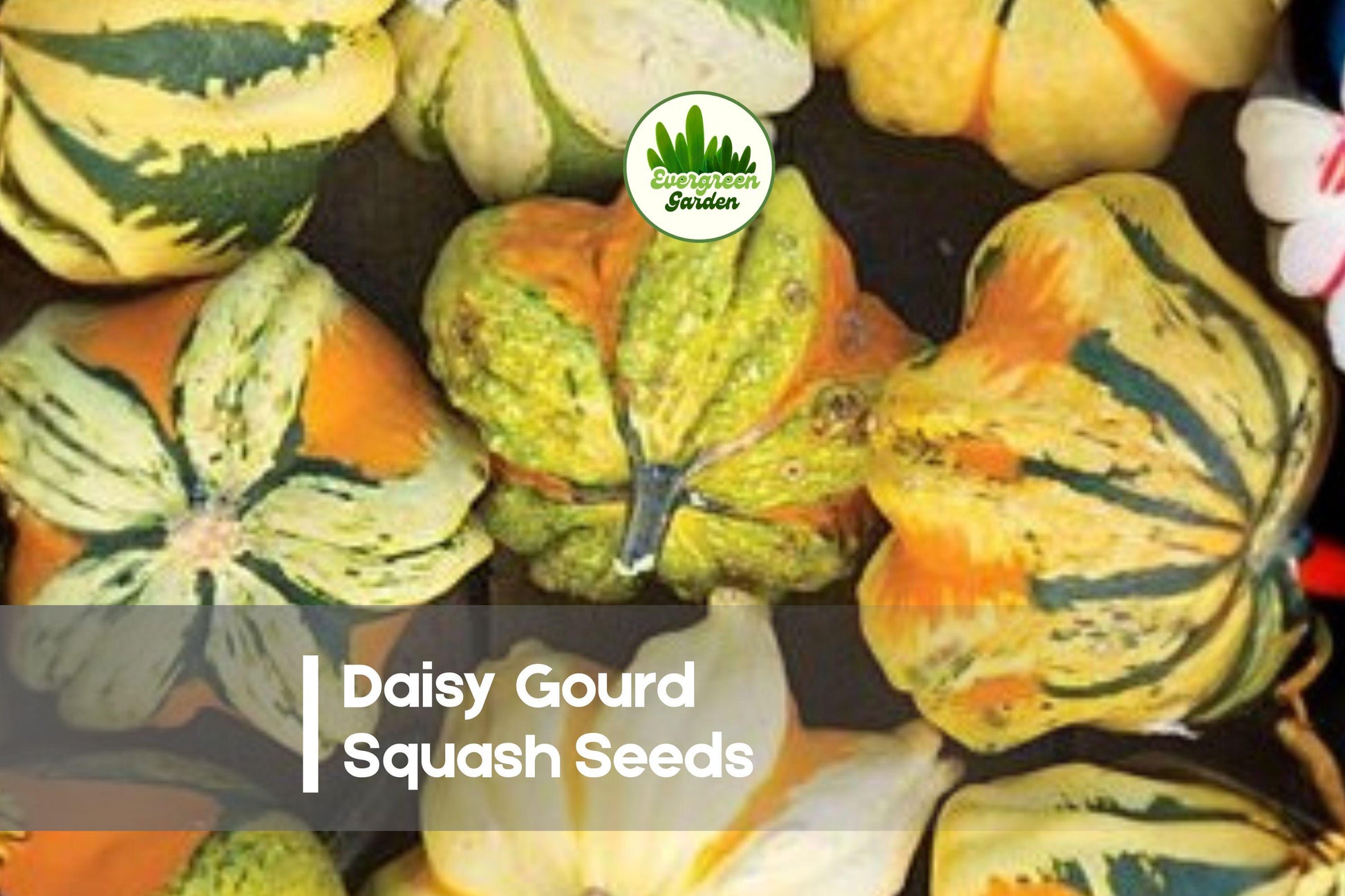 Daisy Gourd Squash Seeds – Ornamental Cucurbita pepo Vining Decorative Gourds for Fall Décor & Crafting (25 Seeds)