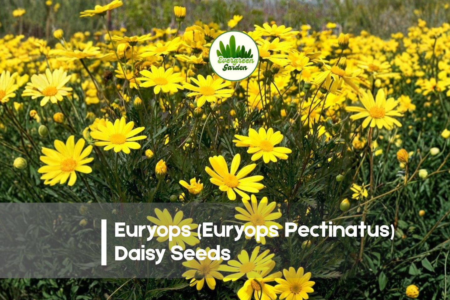 Euryops Daisy Seeds 200 | Bright Yellow Blooms | Euryops pectinatus | Bushy Perennial Shrub