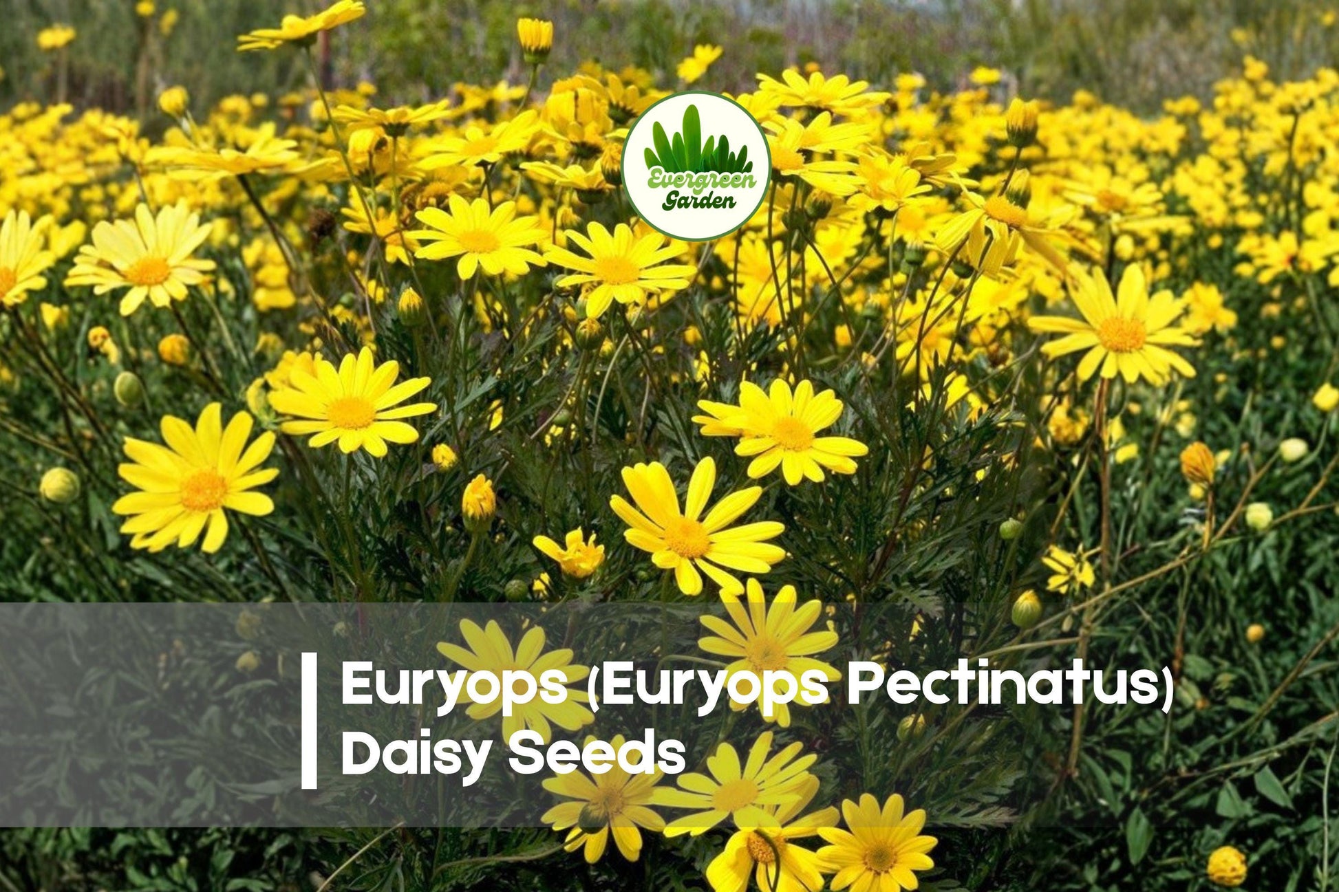 Euryops Daisy Seeds 200 | Bright Yellow Blooms | Euryops pectinatus | Bushy Perennial Shrub