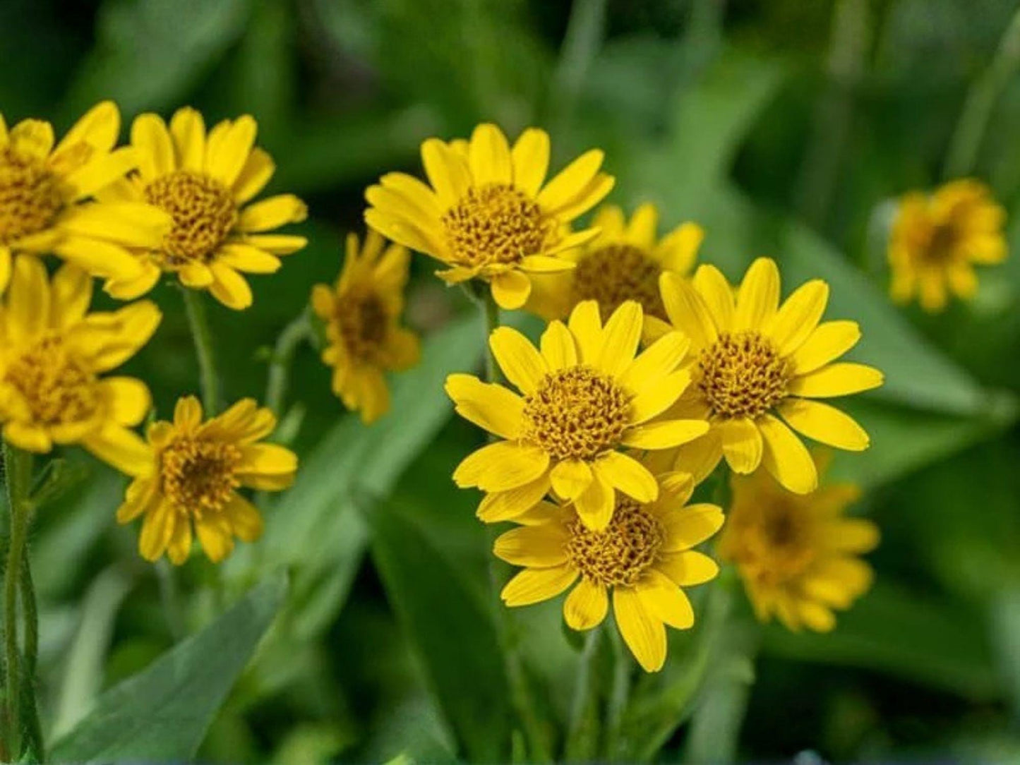 Arnica Chamissonis Seeds – Native Yellow Wildflower, Pollinator Plant, Perennial Meadow Arnica, Native Garden Seeds, 100 Seeds