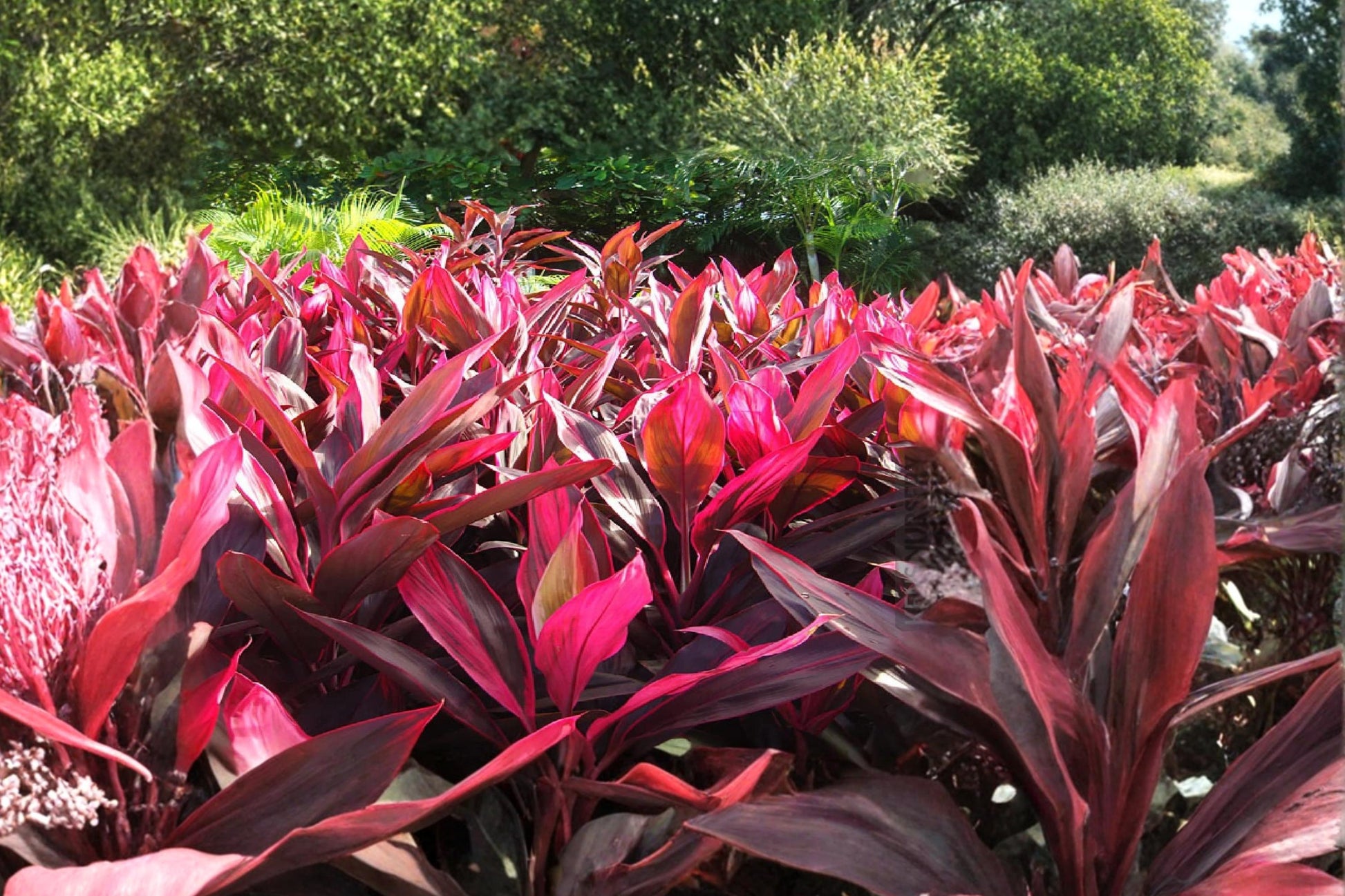 Hawaiian Lilinoe Red Ti Leaf Cuttings – 3 Unrooted 6 Inch Cordyline fruticosa Tropical Foliage Plant