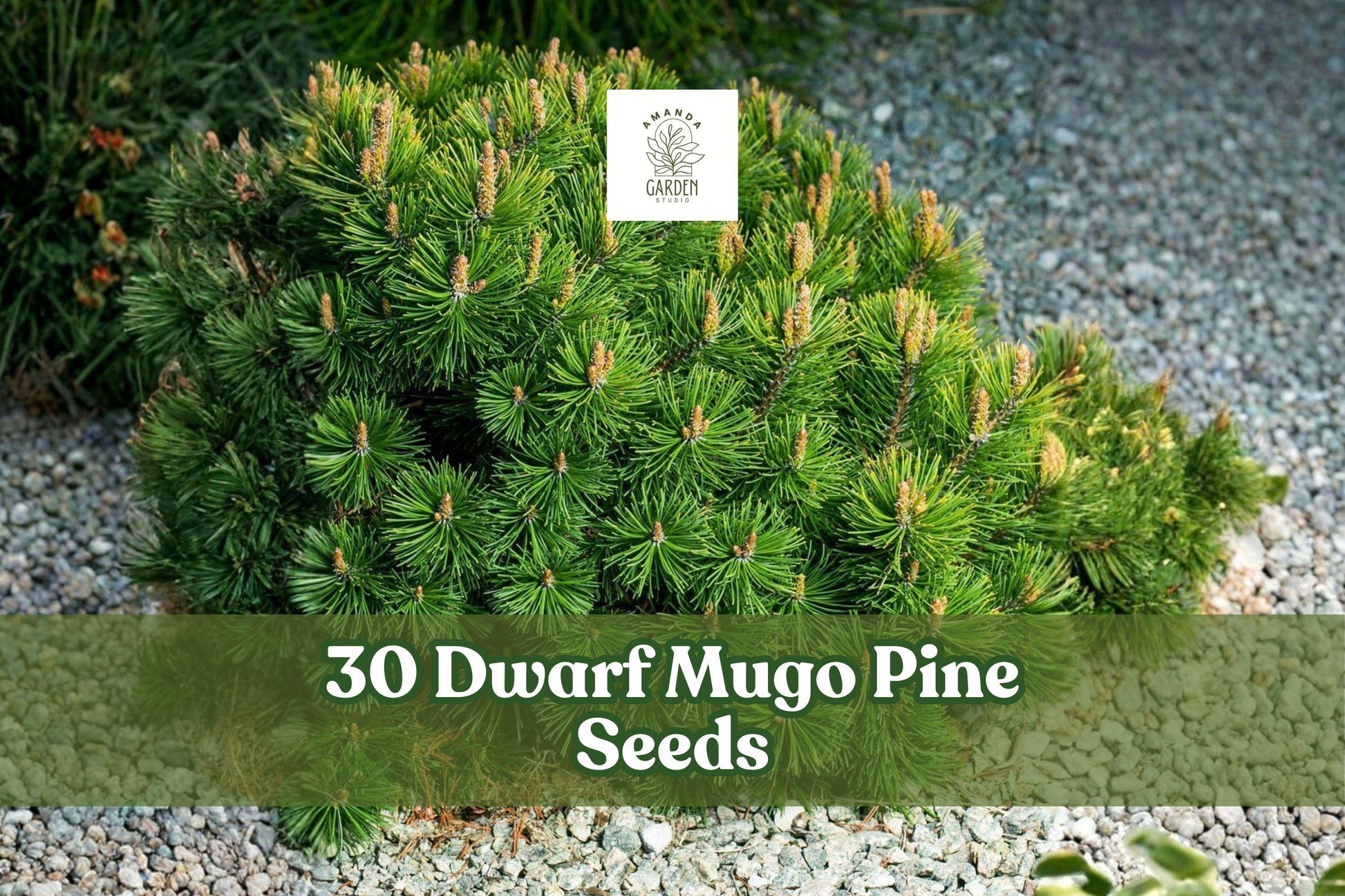 Dwarf Mugo Pine Seeds – Pinus mugo pumilio – Evergreen Conifer for Rock Gardens, Borders, Landscaping