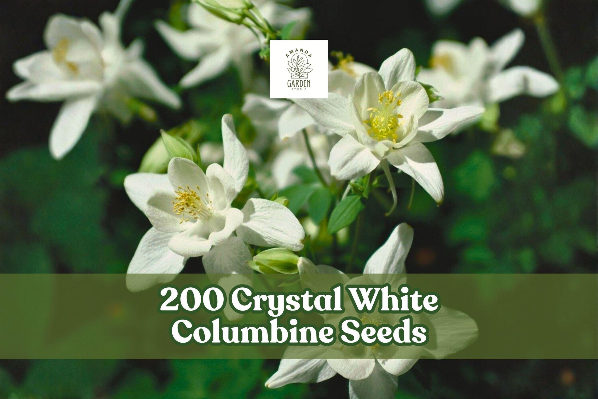 200 Crystal White Columbine Seeds – Aquilegia perennials, white wildflower seeds for cottage gardens, woodland borders, naturalized landscapes