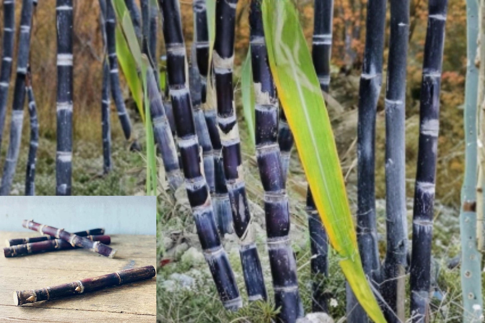Purple Sugarcane Stalk 10 Inch Fresh Saccharum officinarum Tropical Grass for Planting & Display
