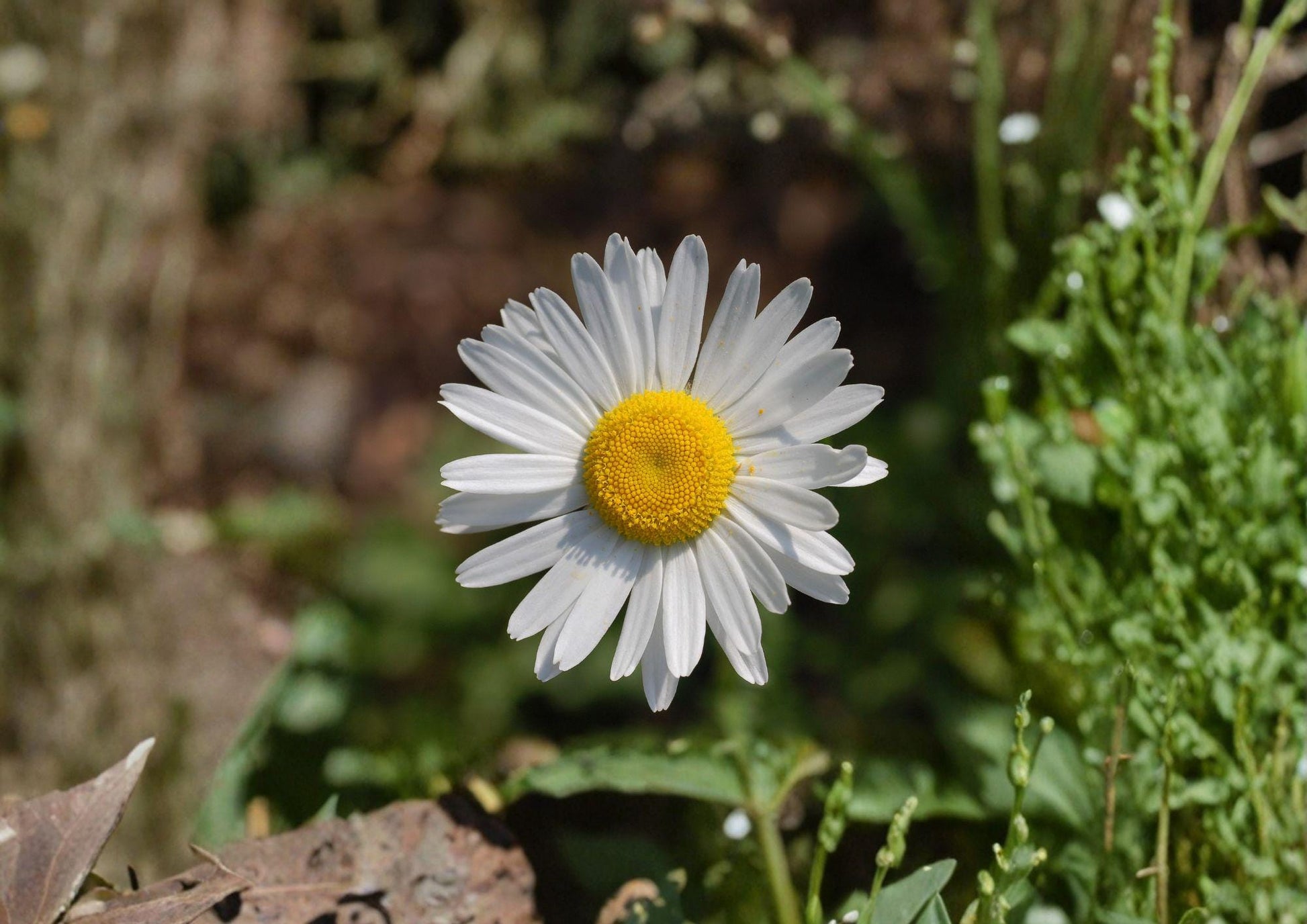 Oxeye Daisy Seeds – 100 White Wildflower Perennial for Meadows, Borders & Cottage Gardens – Leucanthemum vulgare