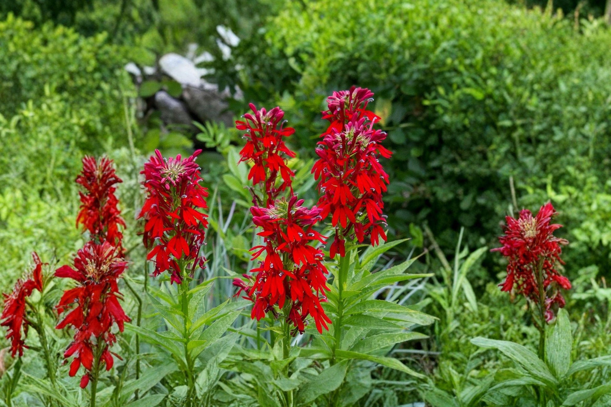 Cardinal Flower Seeds – Bright Red Lobelia cardinalis Native Perennial for Hummingbird Gardens (100 Seeds)
