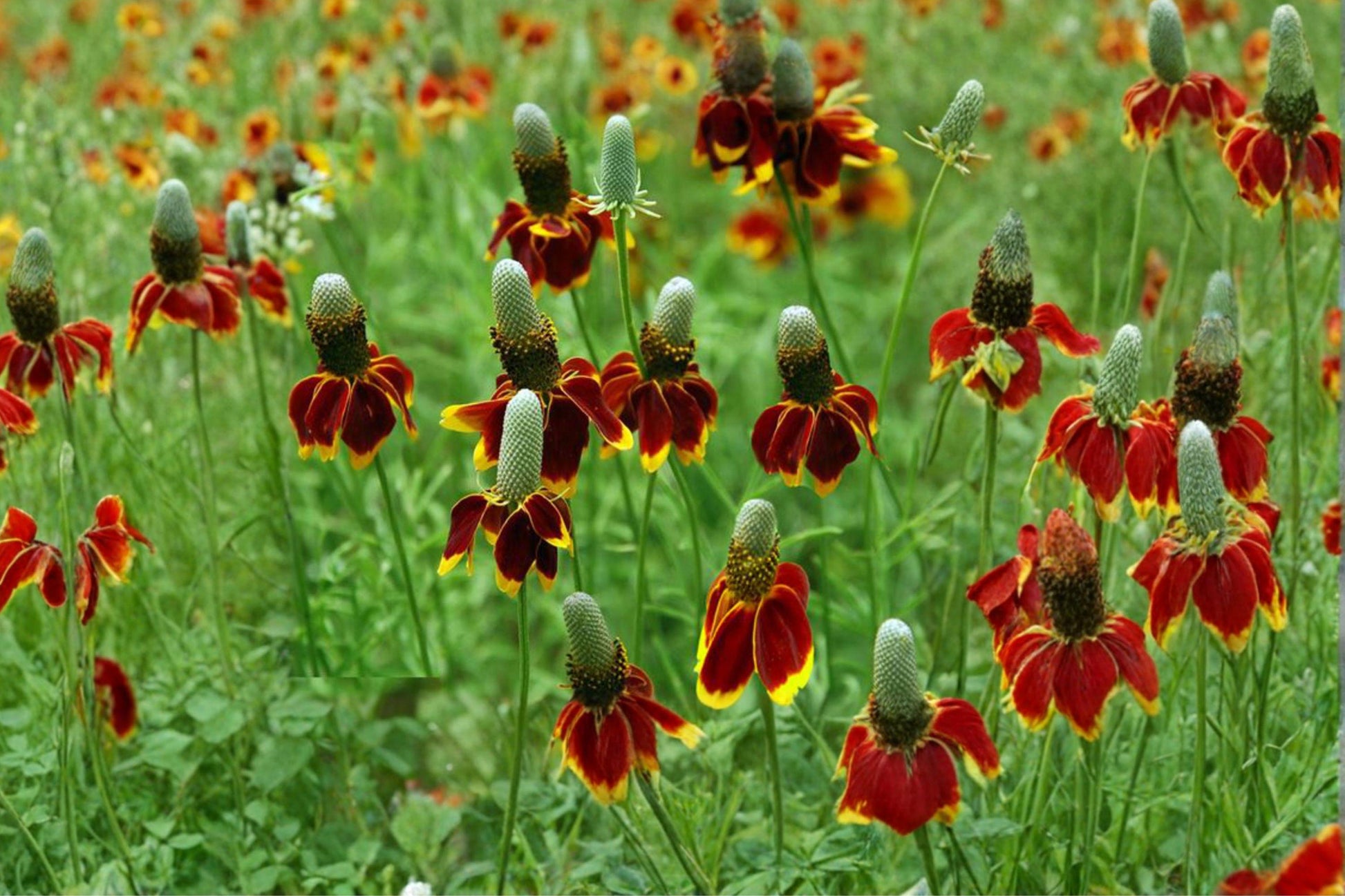Mexican Hat Seeds – Drought Tolerant Wildflower for Gardens & Meadows – Ratibida columnifera pulchra