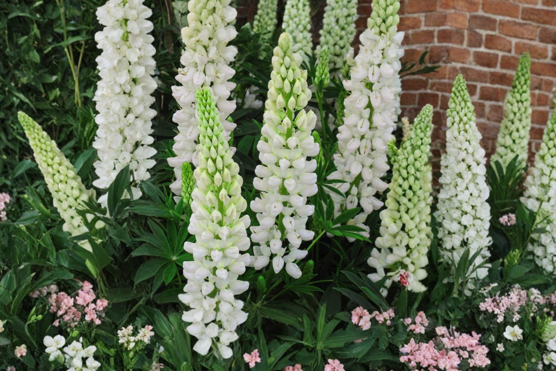 Russell White Lupine Seeds – Perennial Flower Seeds for Gardens, Lupinus polyphyllus, White Flower Spikes, Pollinator-Friendly, 20 Seeds