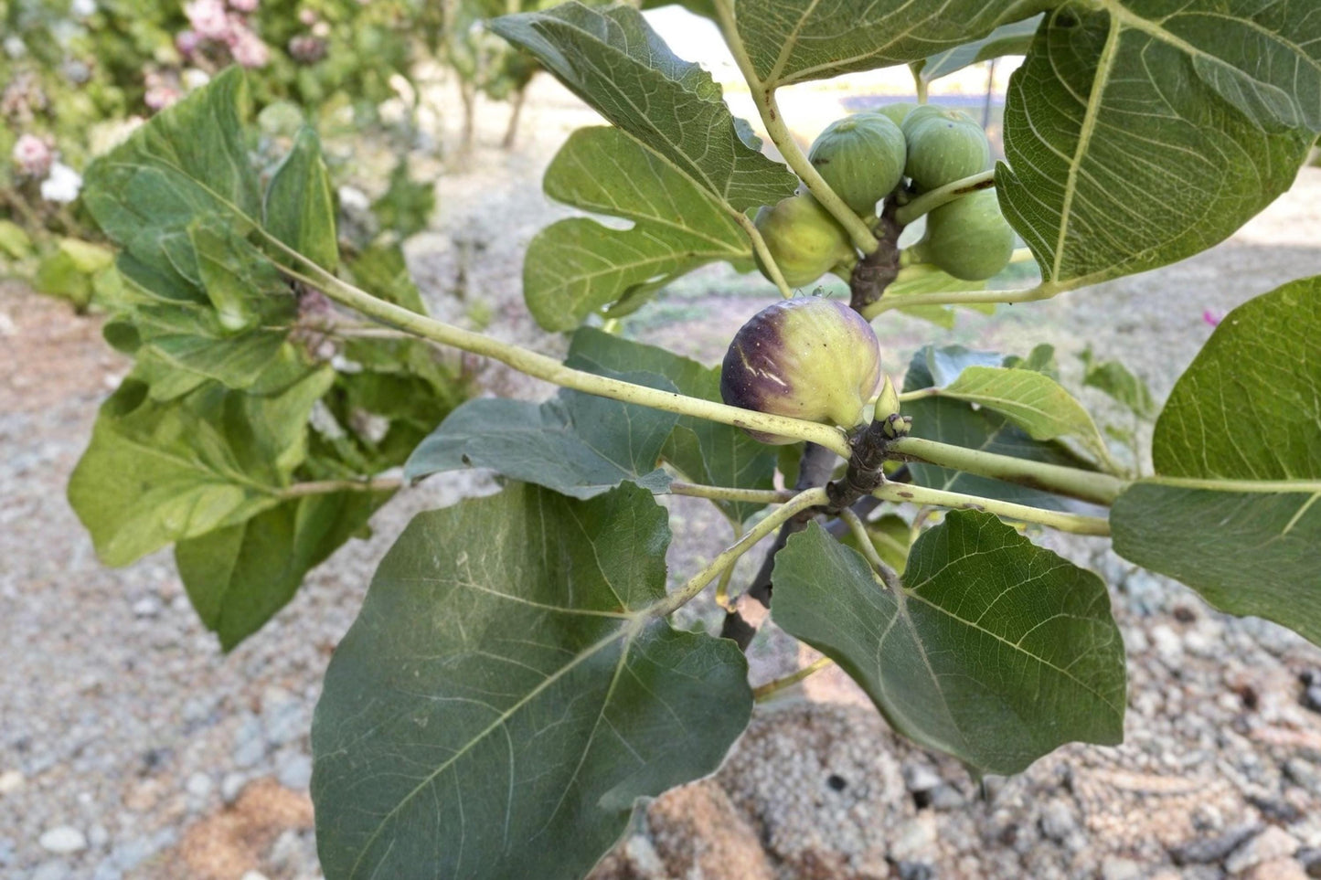 Unrooted Fig Tree Cuttings – Del Sen Jaume Gran Ficus carica for Large, Sweet Figs, Full Sun, Well-Draining Soil