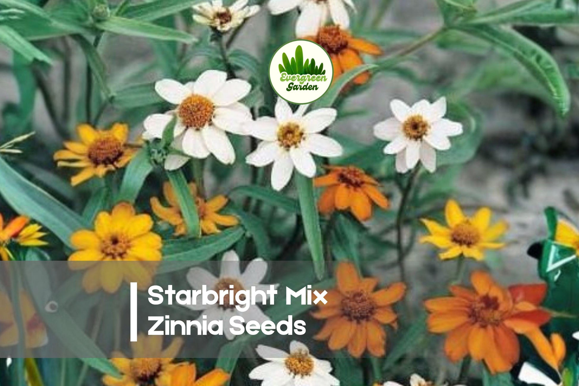 Starbright Mix Zinnia Seeds – Bright, Compact Annual with Yellow, Orange & White Blooms, Attracts Pollinators, Zinnia elegans, 100+ Seeds