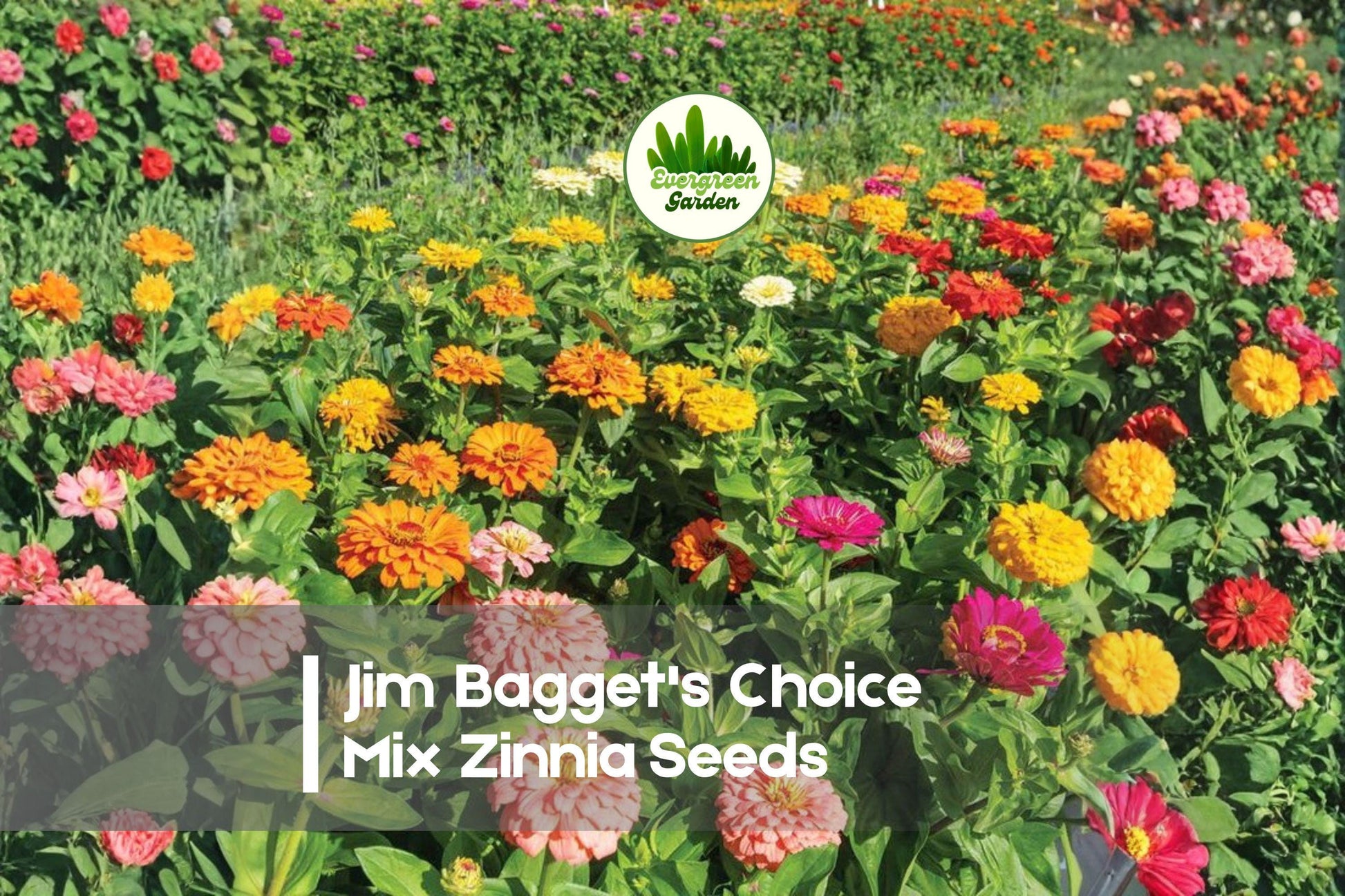 Jim Bagget's Choice Mix Zinnia Seeds - Bright Colorful Annuals for Borders, Cut Flowers, Pollinator Garden, Zinnia elegans