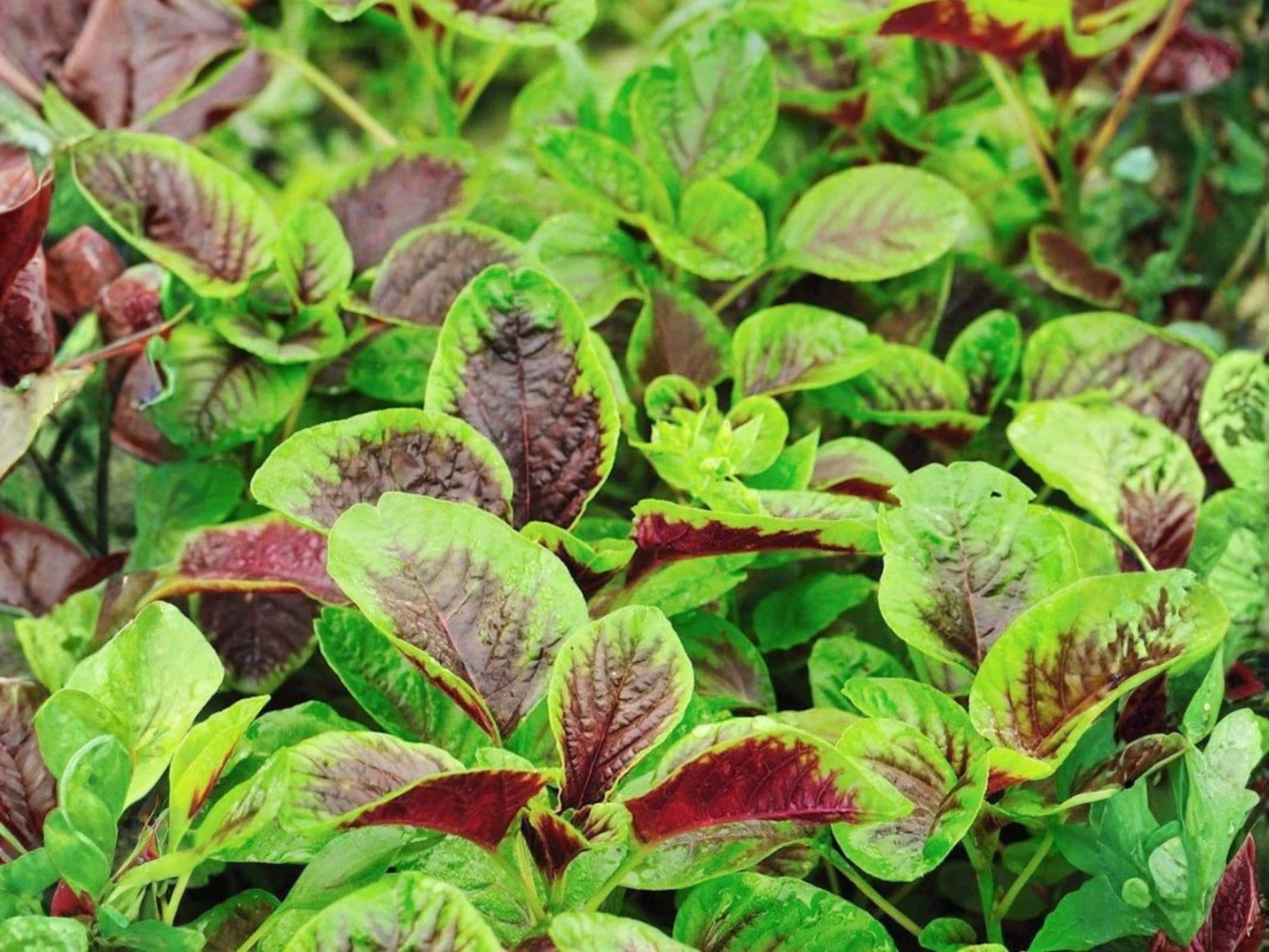Edible Amaranth Seeds | Red Stripe Leaf | Heirloom Vegetable | Amaranthus tricolor | 500 Seeds