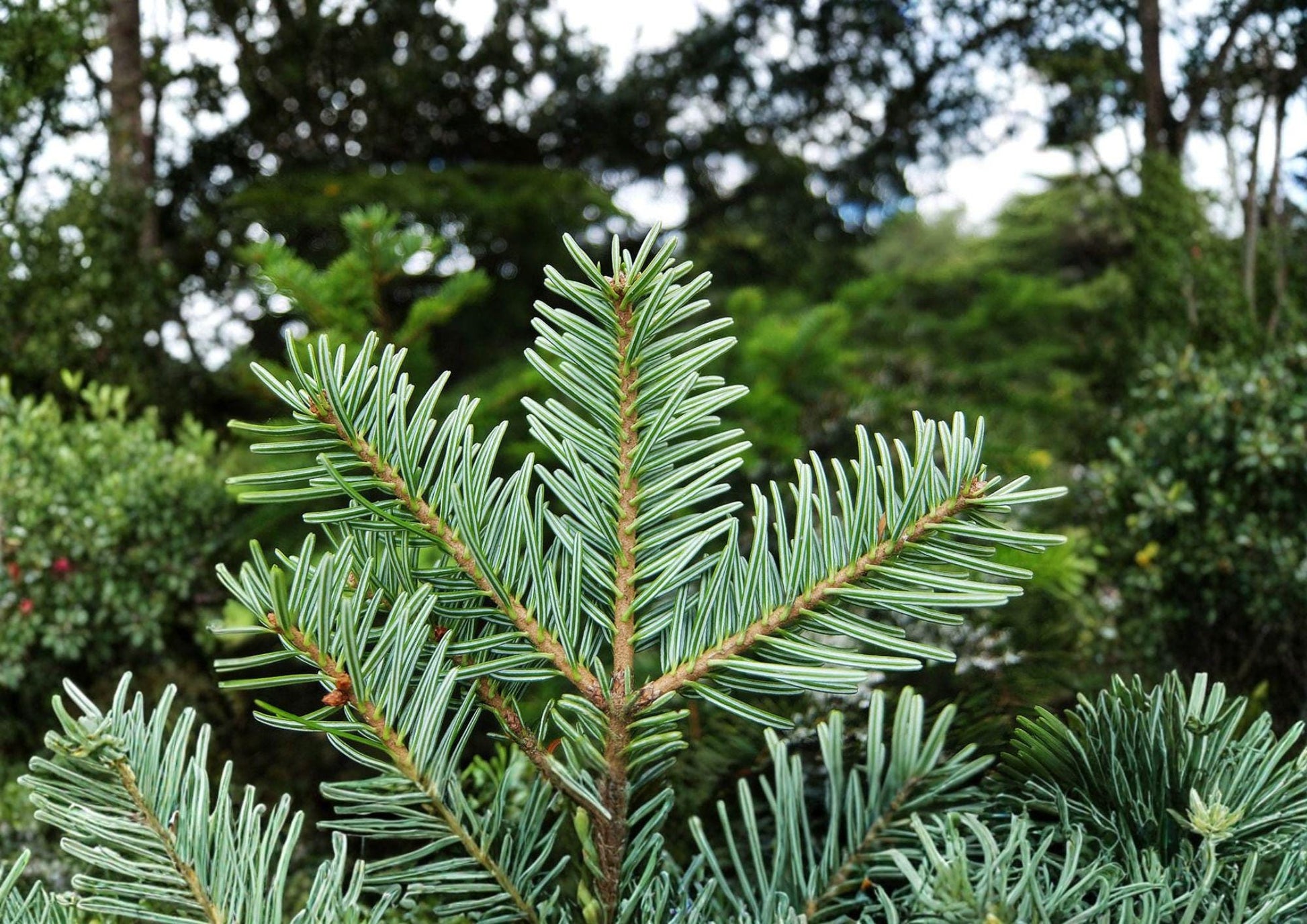 European Silver Fir Tree Seeds – Abies Alba, Cold Hardy Evergreen Conifer, Pyramidal Shape, Dark Green Needles, Reforestation