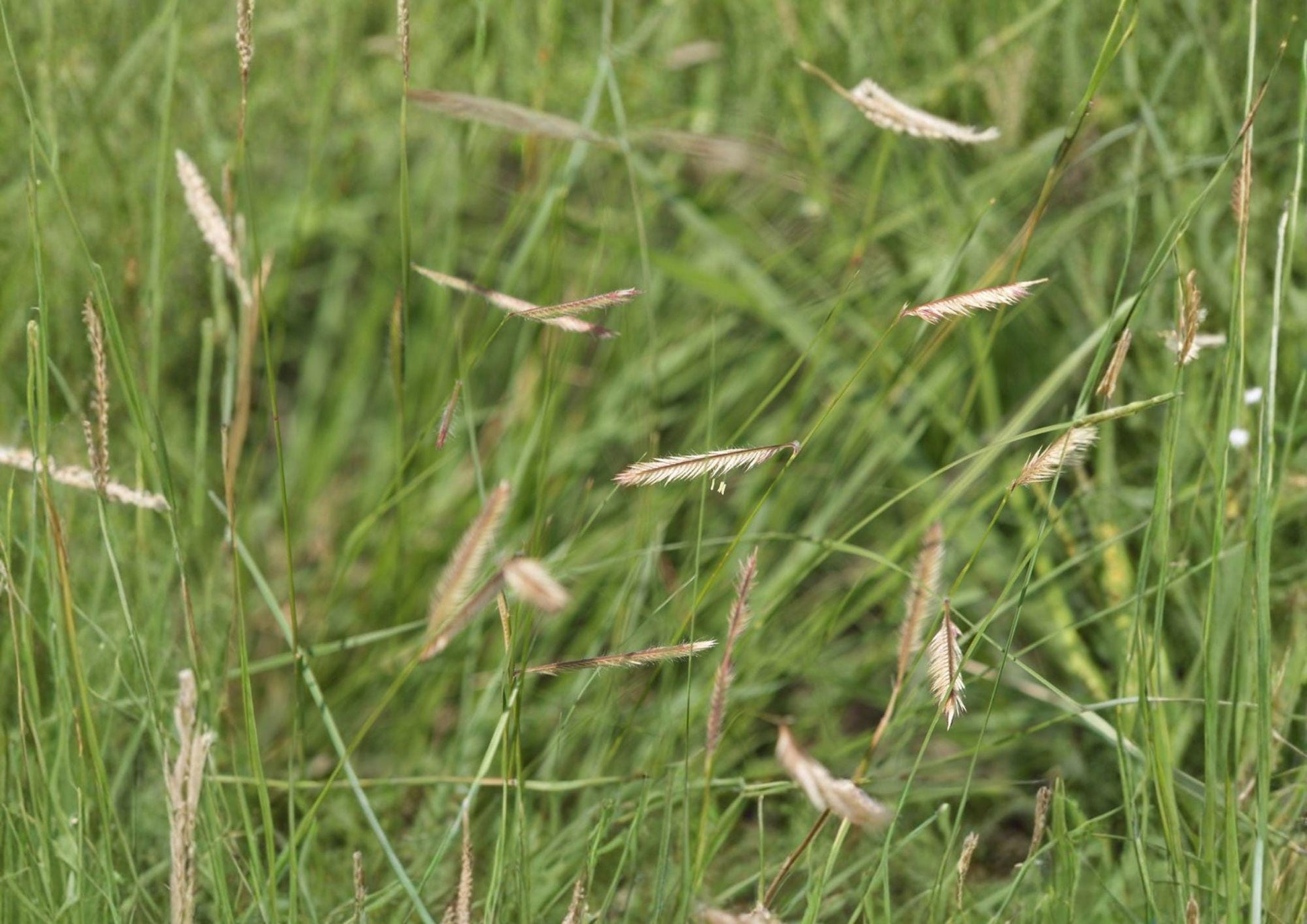 Blue Grama Grass Seeds - Drought Tolerant Ornamental Prairie Grass - Bouteloua gracilis Native Wildflower Seeds