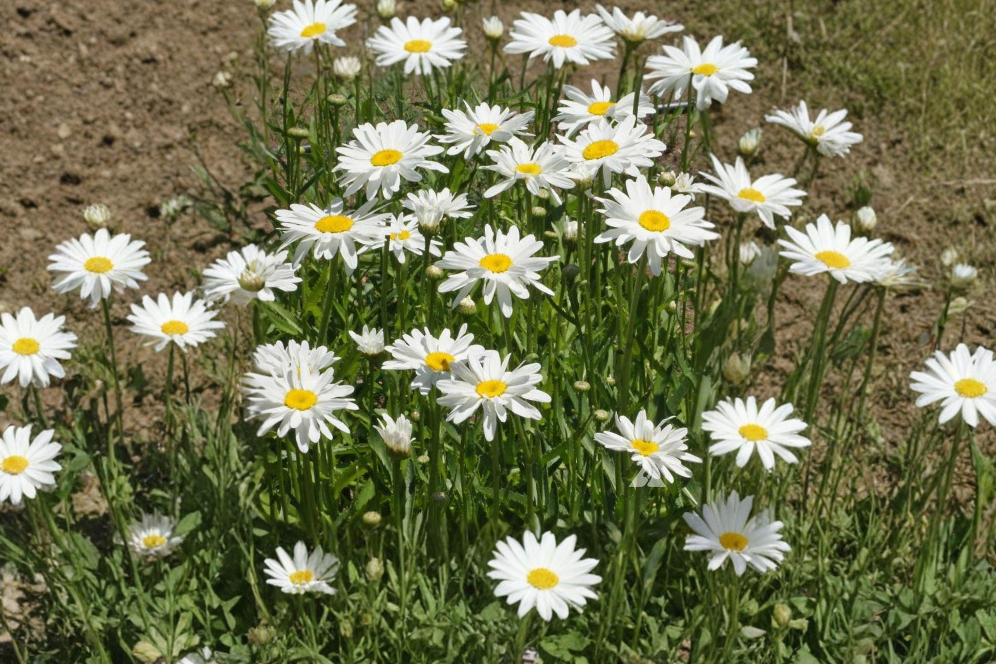 Shasta Daisy Seeds – White Perennial Flowers for Borders, Cottage Gardens & Cut Flowers – Chrysanthemum maximum