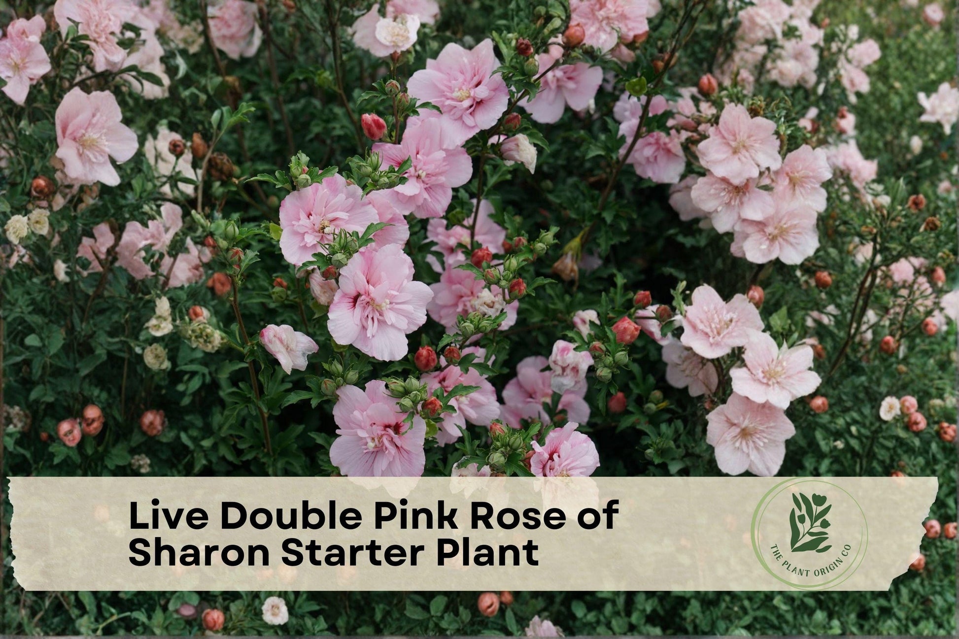 Live Double Pink Rose of Sharon Starter Plant, Hibiscus syriacus, Flowering Shrub, Bare Root, Pollinator-Friendly, Fast-Growing