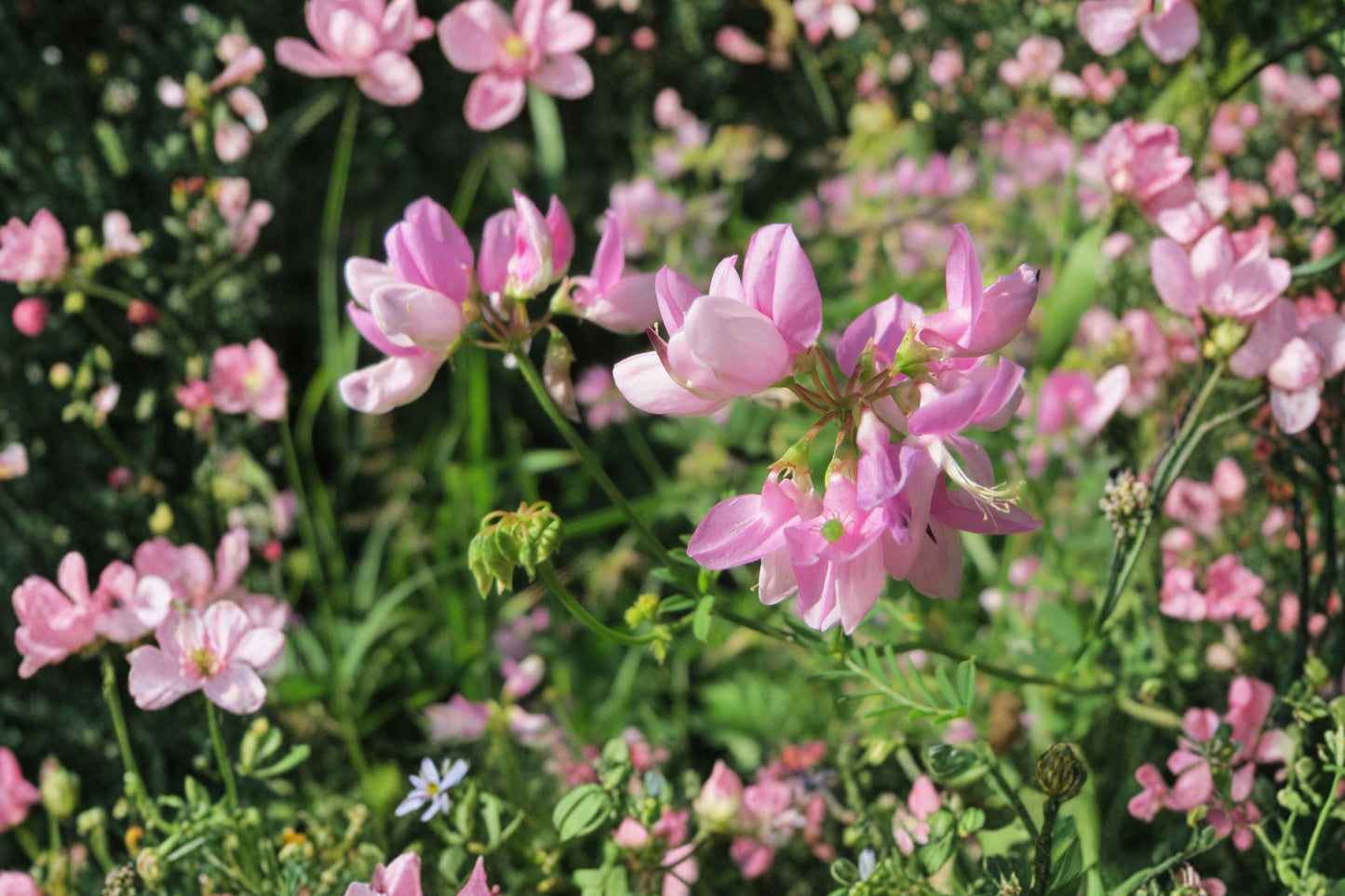 Crownvetch Seeds - Pink Perennial Groundcover for Erosion Control, Securigera varia, 100 Seeds