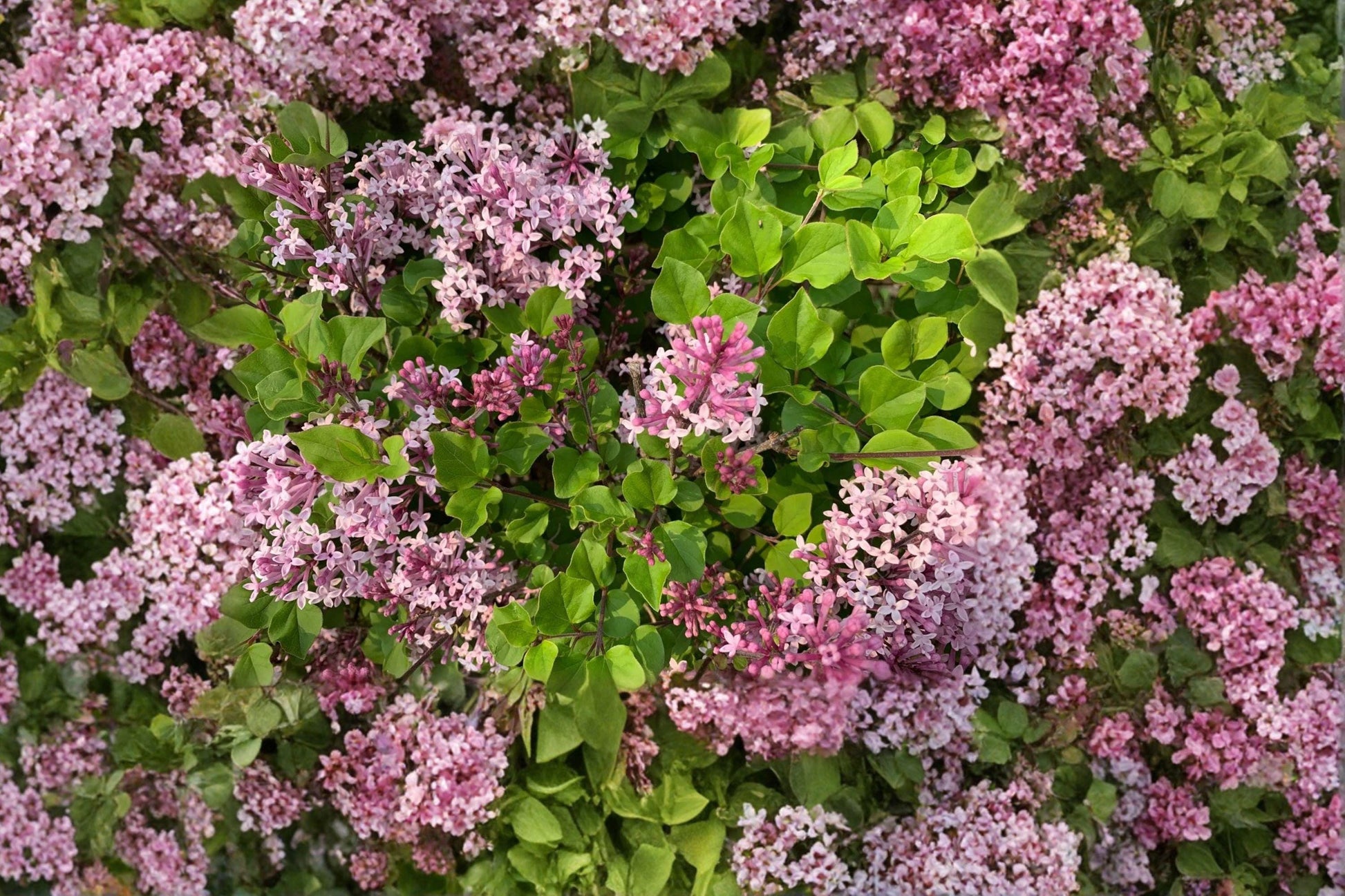 Littleleaf Lilac Seeds – Fragrant Pink Shrub for Cottage Gardens – Syringa microphylla, Compact Deciduous Ornamental Plant (10 Seeds)