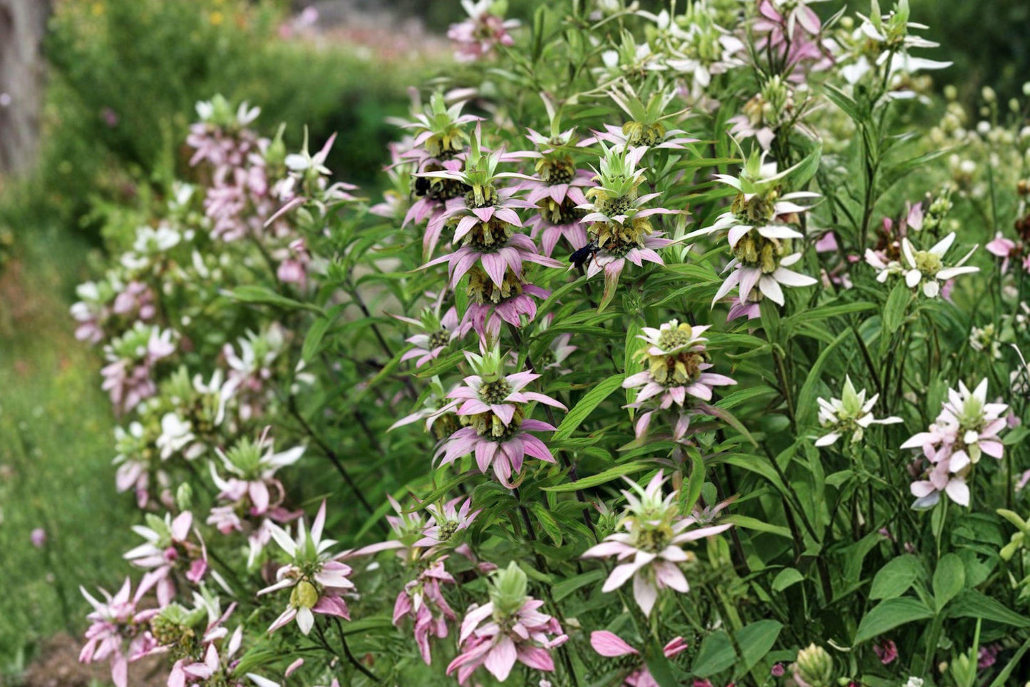 Spotted Bee Balm Seeds – Native Wildflower, Pollinator Garden, Monarda punctata, Drought Tolerant, Perennial, Pink & Purple Bracts