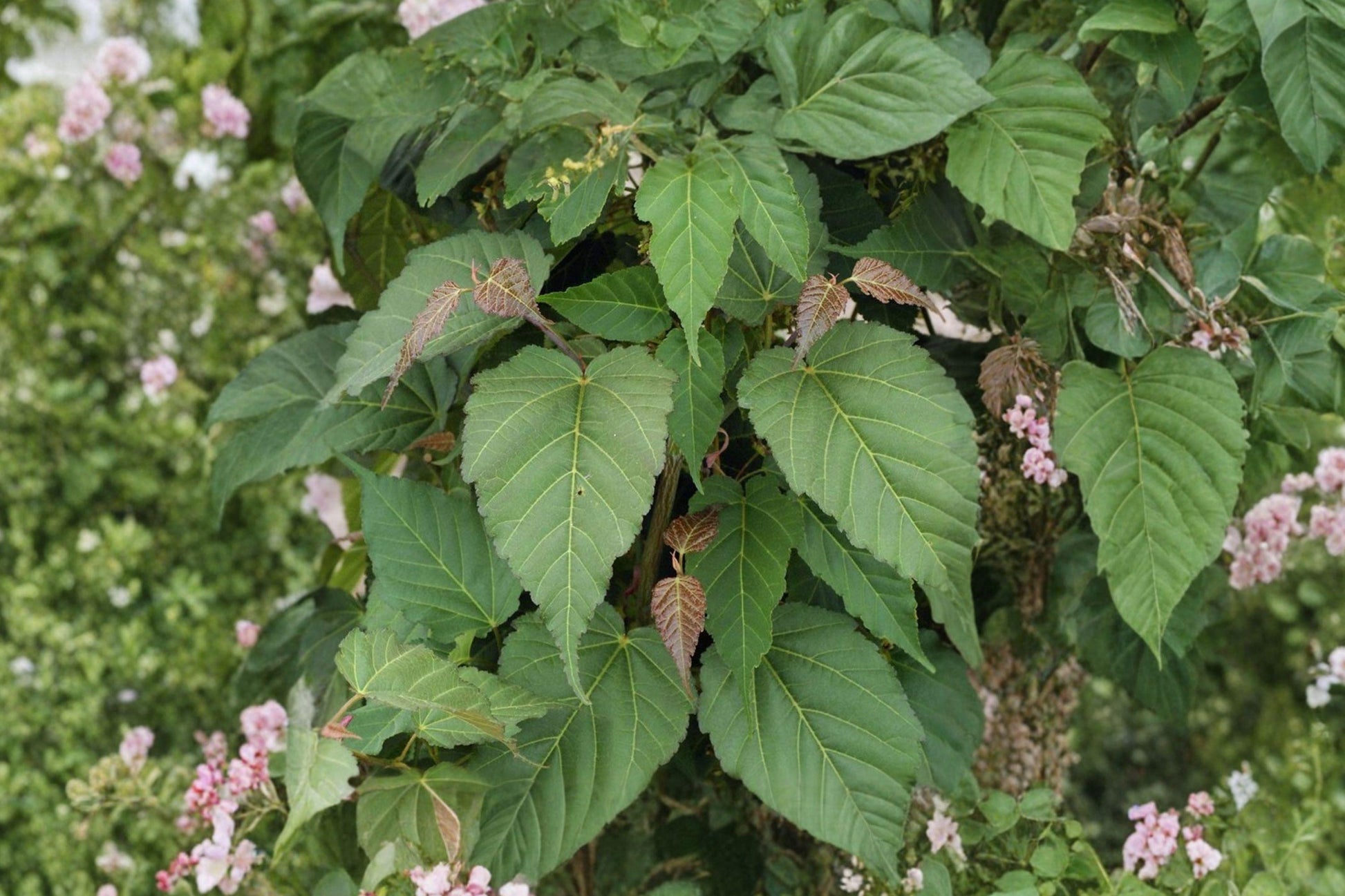 Green Barked Maple Seeds – Acer grosseri Ornamental Tree, Decorative Bark, Garden Accent, Small Landscape Tree (10 Seeds)