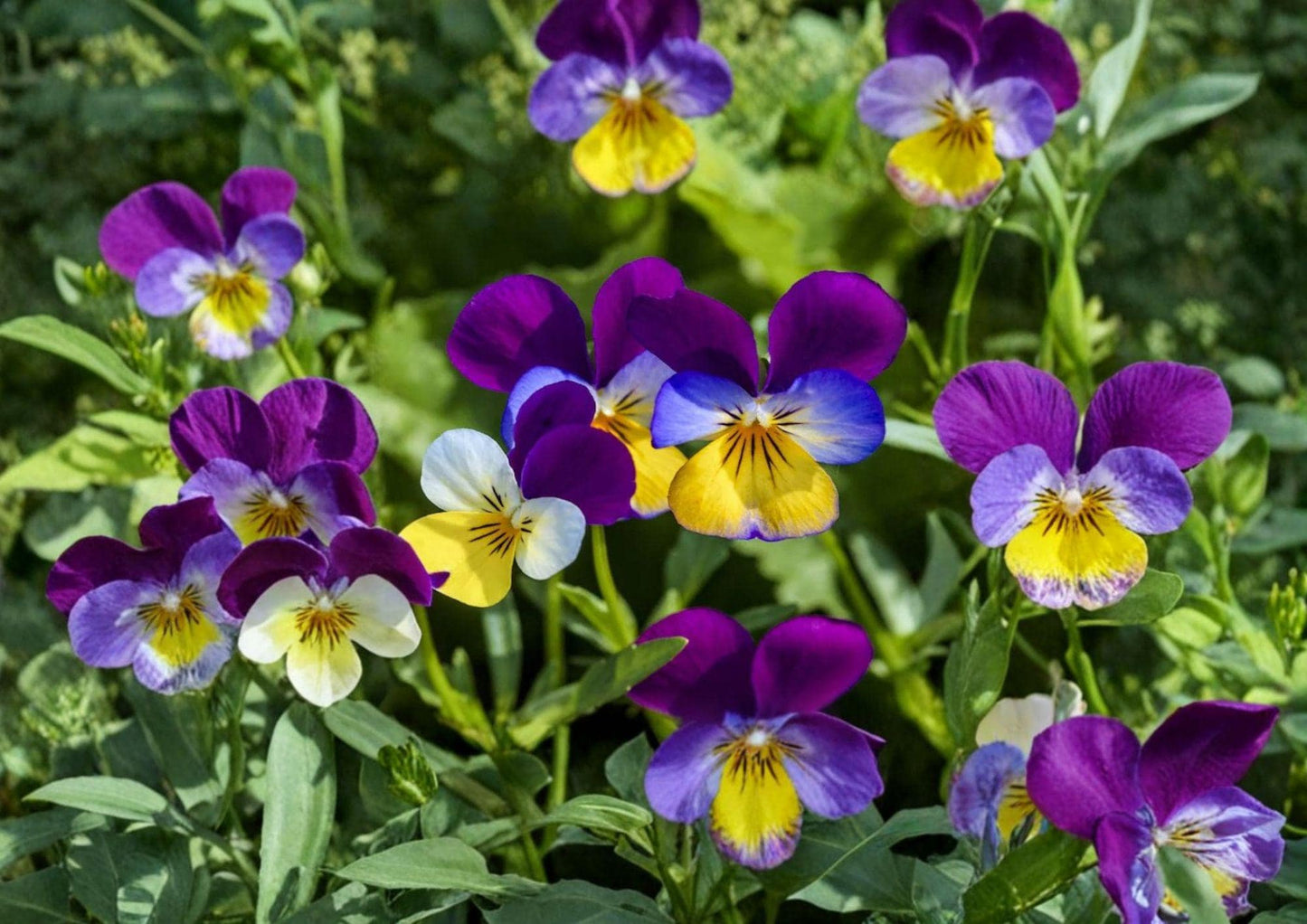 Johnny Jump Up Seeds - Viola Tricolor, Pansy-Style Blooms, 100 Seeds, Hardy Cool-Season Flower for Borders & Containers