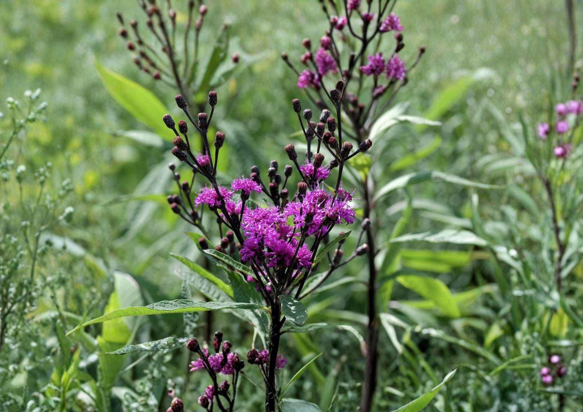 Giant Ironweed Seeds – Vernonia gigantea, Purple Native Wildflower, Pollinator Attracting Perennial, 100 Seeds