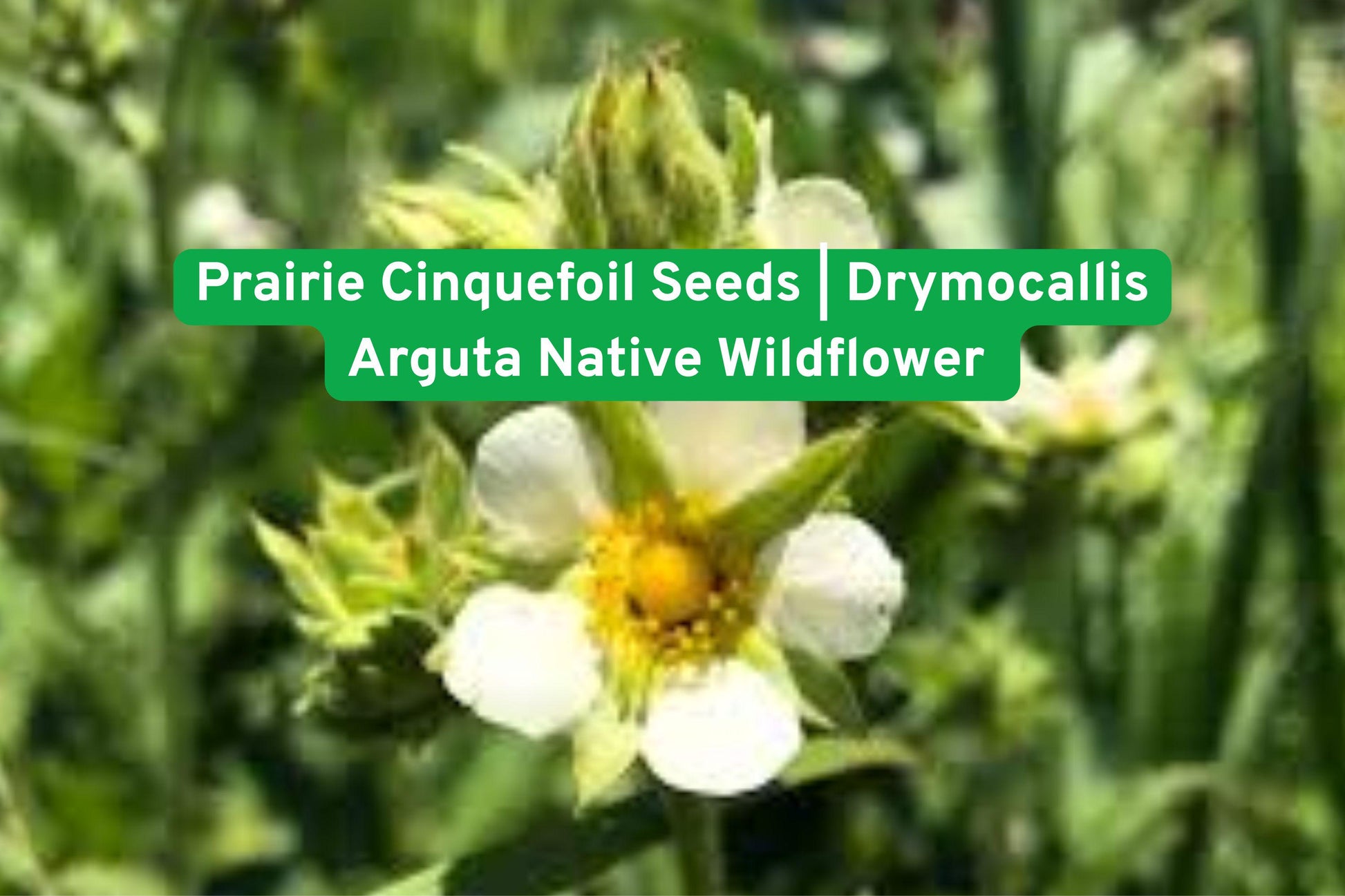 Prairie Cinquefoil Seeds, Wildflower Seeds, Native Plant Seeds, Drought Tolerant Seeds, Pollinator Garden, Bee Friendly Seeds, Butterfly Attracting, Perennial Flower Seeds, Yellow Wildflower, Eco Landscaping Seeds, Prairie Restoration Seeds, Native North American, Spring/Summer Garden