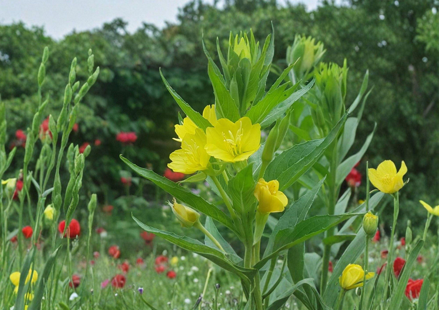 Oenothera biennis Evening Primrose Seeds – 100 Yellow Night Blooming Wildflower, Hardy Biennial Pollinator Plant