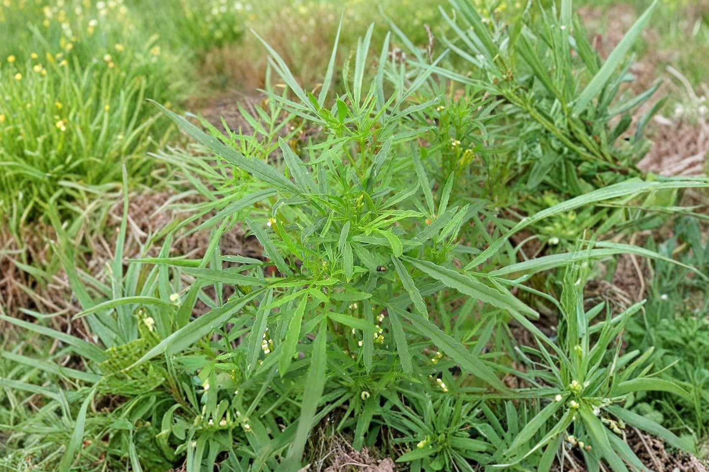 Huacatay Black Mint Seeds - Tagetes Minuta Aromatic Herb for Culinary & Medicinal Use, Fast-Growing Pollinator Plant
