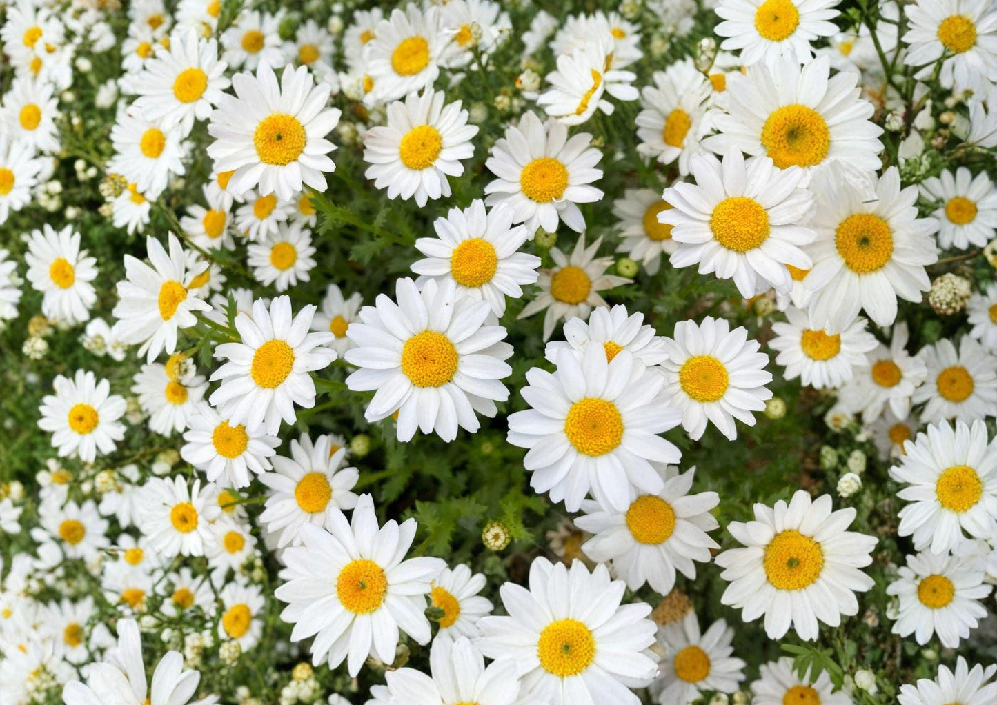 Creeping Daisy Seeds – 100 White Flower Groundcover Annual Chrysanthemum paludosum for Borders & Containers
