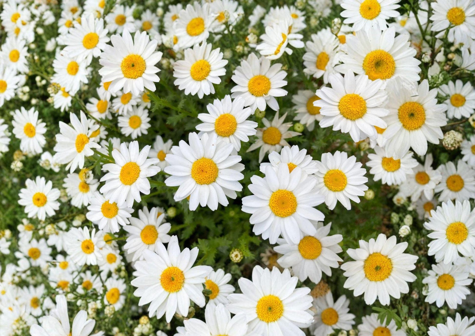 Creeping Daisy Seeds – 100 White Flower Groundcover Annual Chrysanthemum paludosum for Borders & Containers