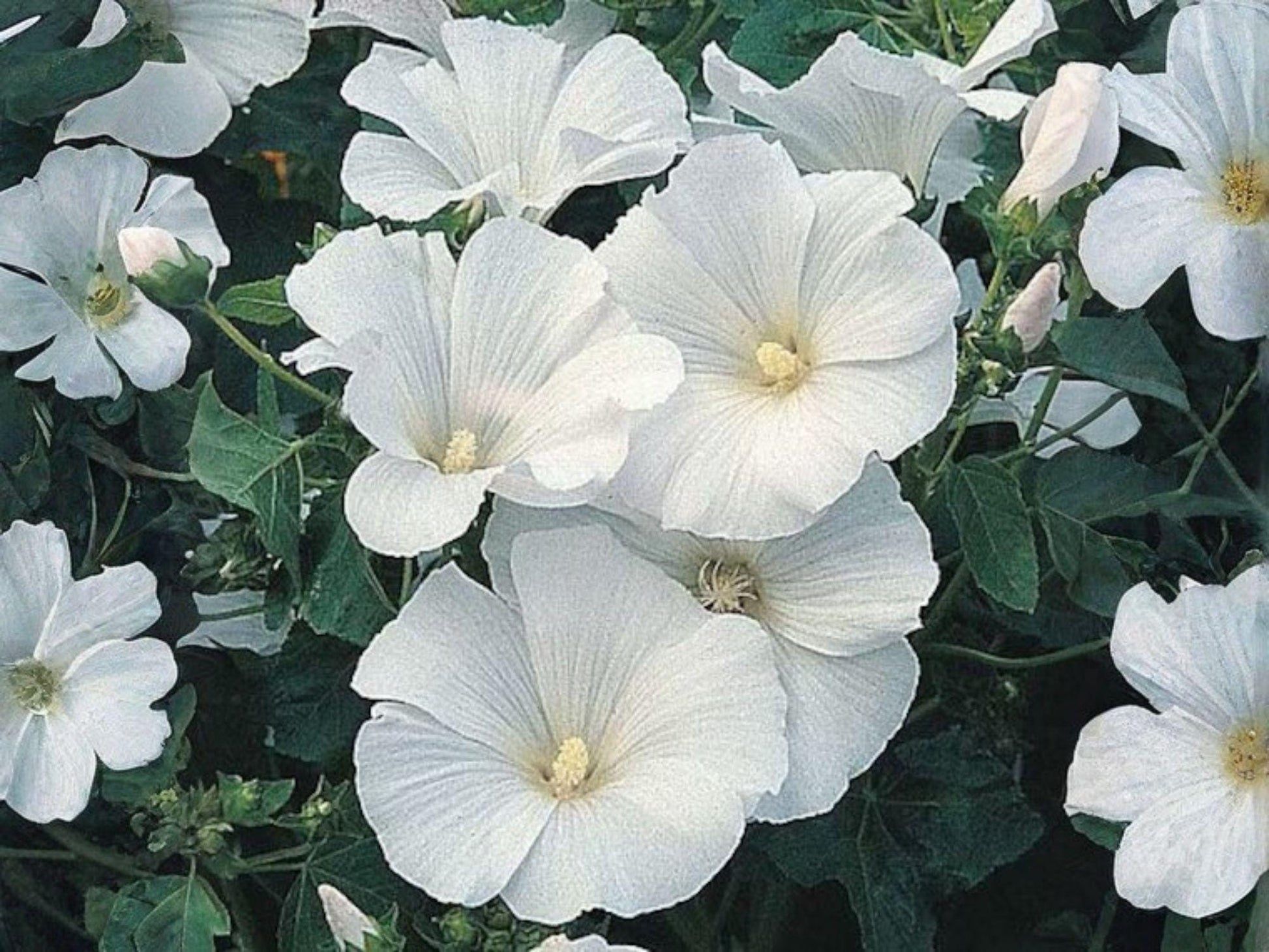 Dwarf White Rose Mallow Seeds (40) – Cottage Garden Annual Lavatera trimestris for Borders, Containers, and Cut Flowers