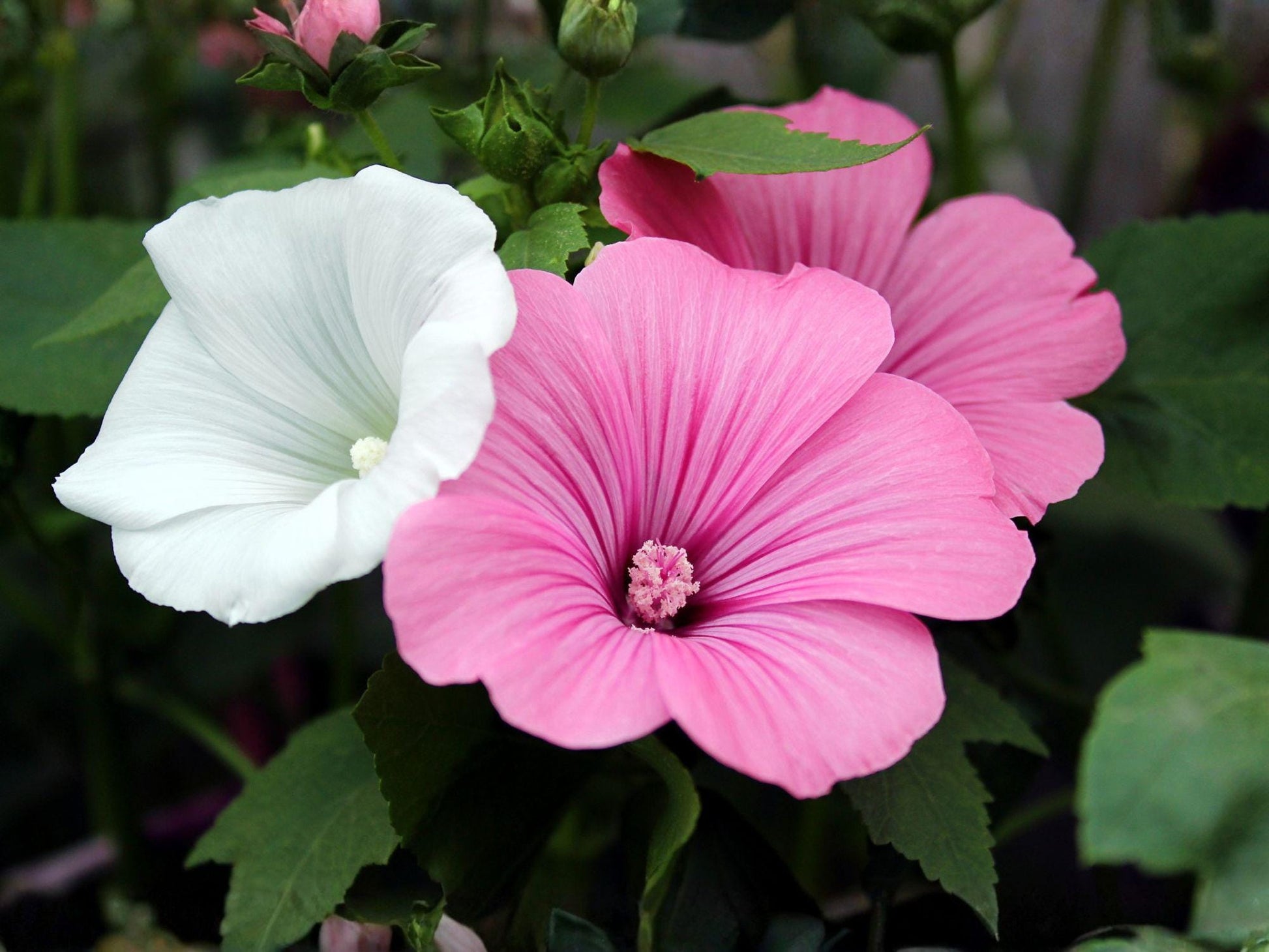 Dwarf Rose Mallow Seeds – Pink & White Cottage Garden Blooms – Lavatera trimestris Annual for Borders & Containers