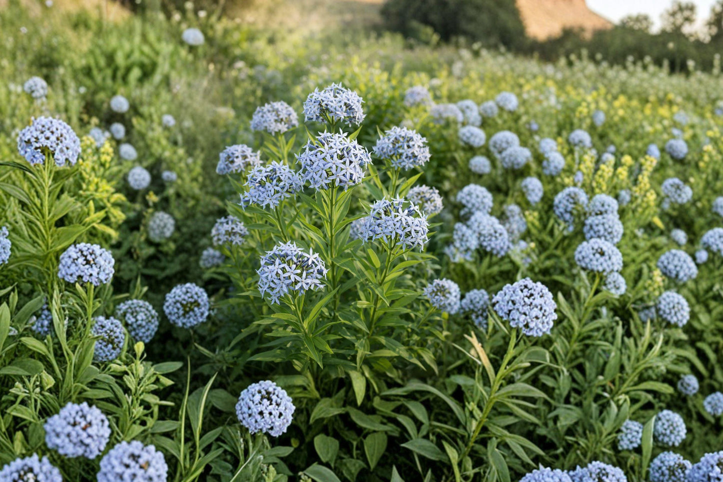 Eastern Bluestar Seeds – Amsonia tabernaemontana Native Pollinator Wildflower for Borders & Gardens, 10 Premium Seeds