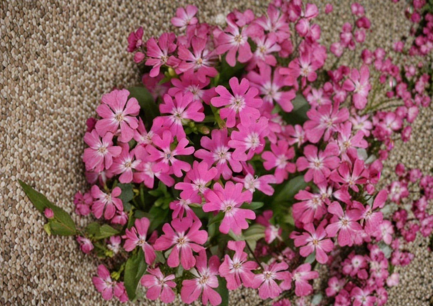Nodding Catchfly Seeds, Pink Drooping Flowers, Cottage Garden Borders, Silene pendula, Annual Flower Seeds