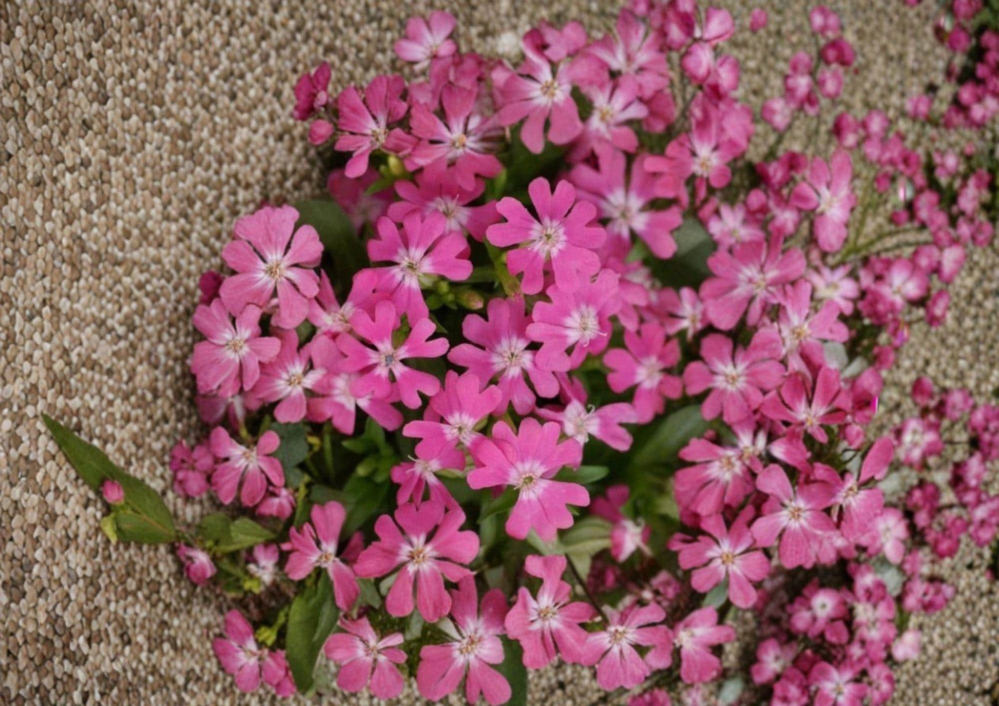 Nodding Catchfly Seeds, Pink Drooping Flowers, Cottage Garden Borders, Silene pendula, Annual Flower Seeds
