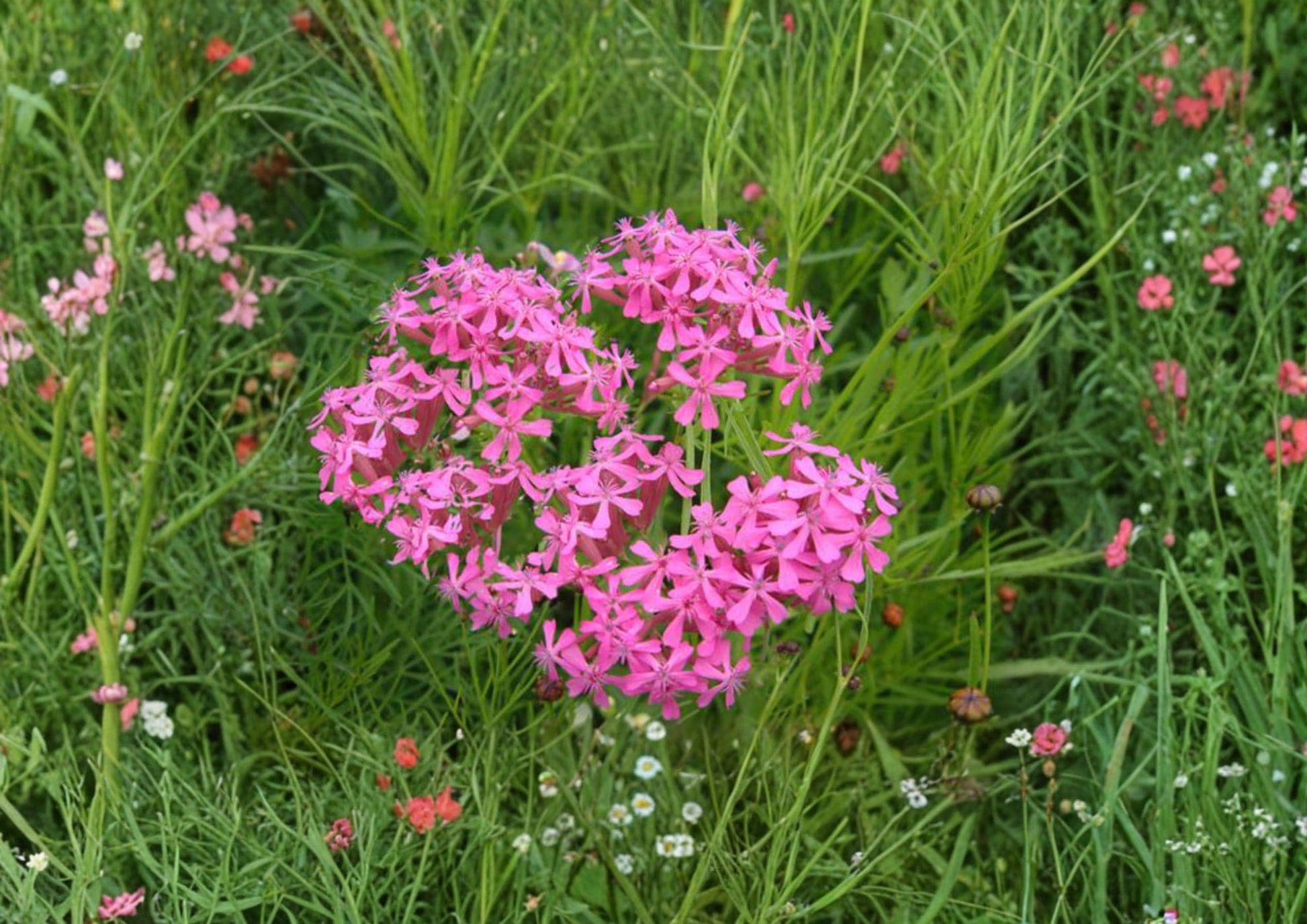Catchfly Flower Seeds – Bright Pink Silene armeria – Cottage Garden, Wildflower, Pollinator-Friendly Annual Seeds
